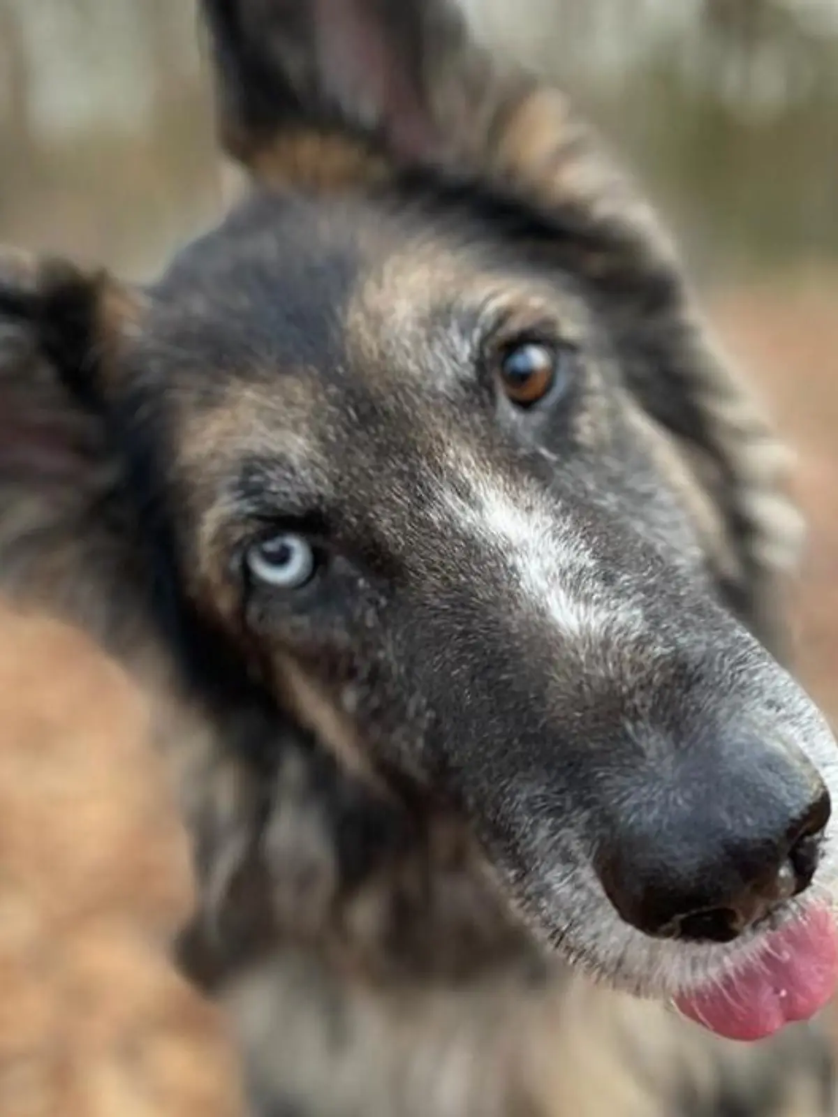 Schäferhund Mario wartet aktuell im Tierheim Dellbrück noch auf sein Für-Immer-Zuhause.