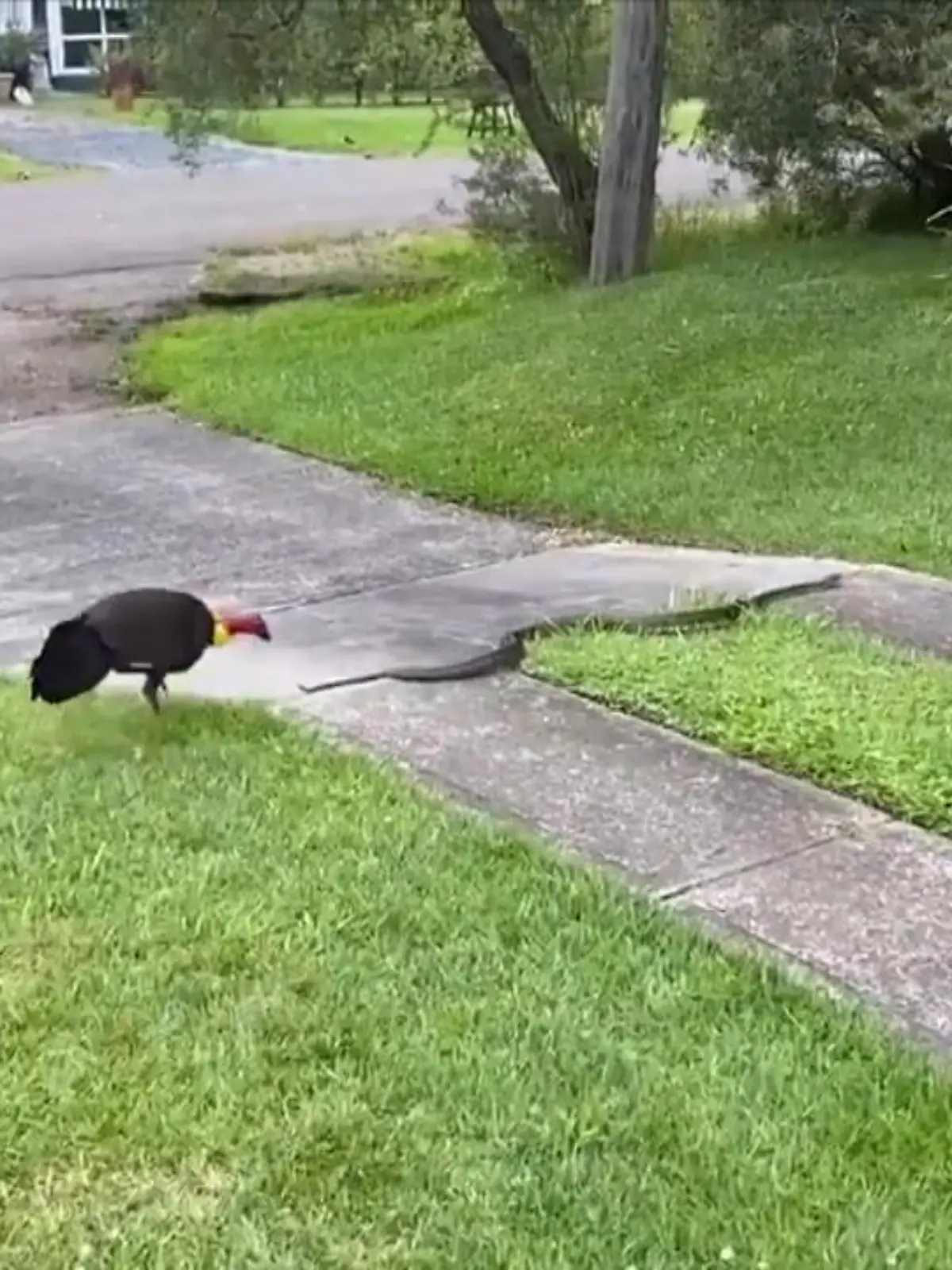 Truthahn vs. Python - wenn man über das Ergebnis einer Begegnung der beiden nachdenkt, vermutet man  nicht den Truthahn als Sieger. Aber der Vogel im Video hat es faustdick hinter den Ohren!