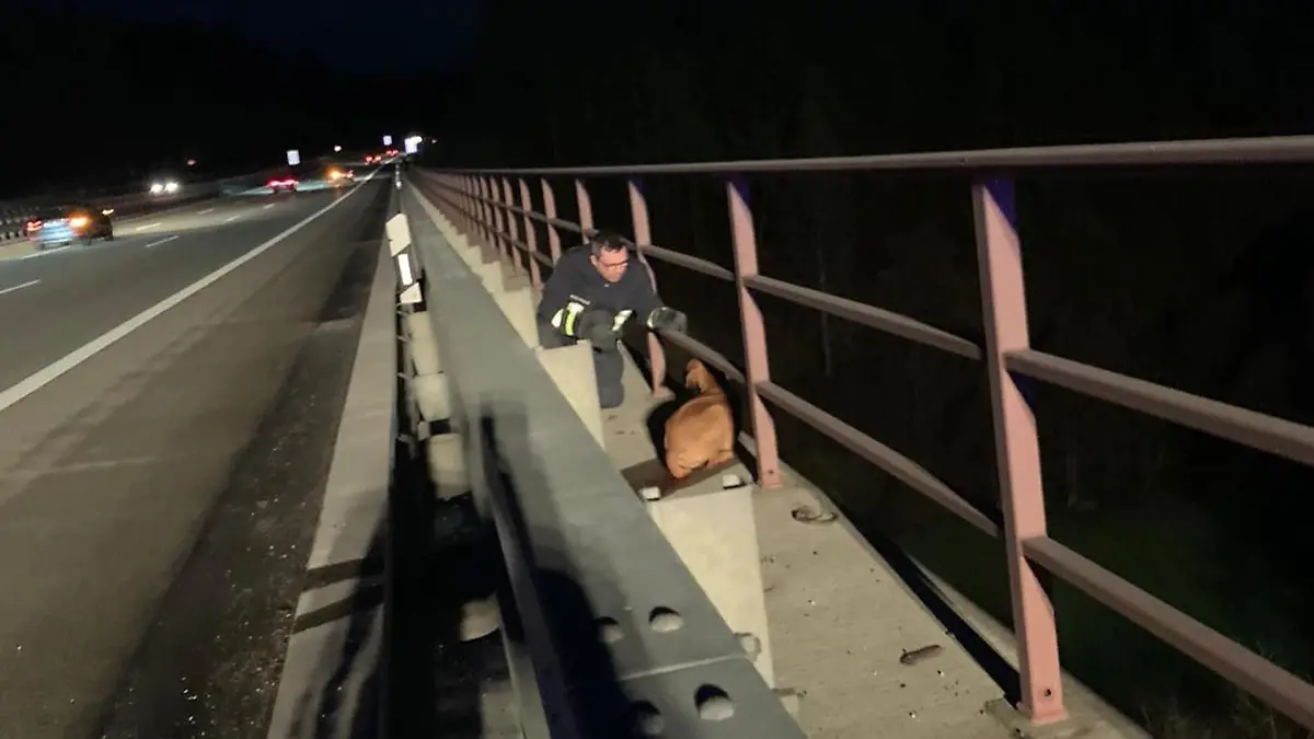 Vermisster Hund A4 Kirchheim