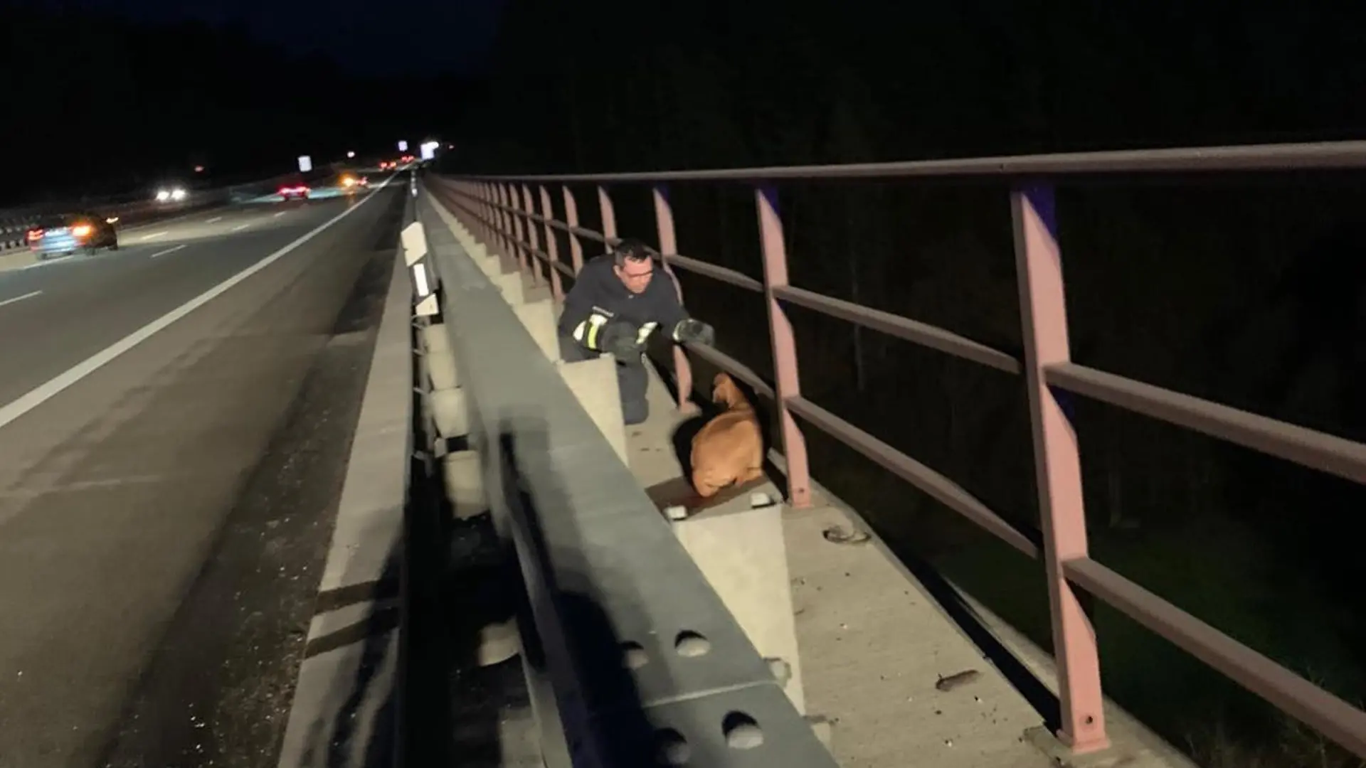 Vermisster Hund A4 Kirchheim