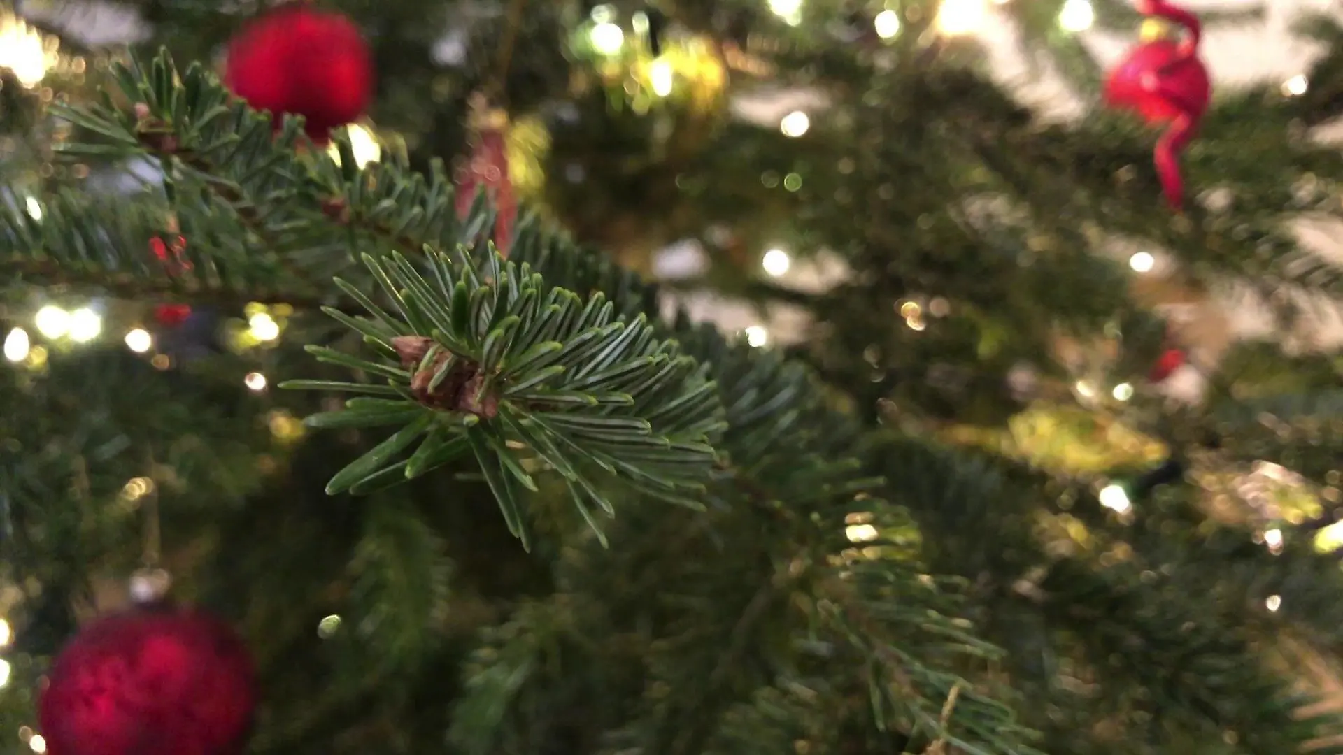 Die Nadeln eines Weihnachtsbaumes sind eine tolle Zutat für viele Gerichte!