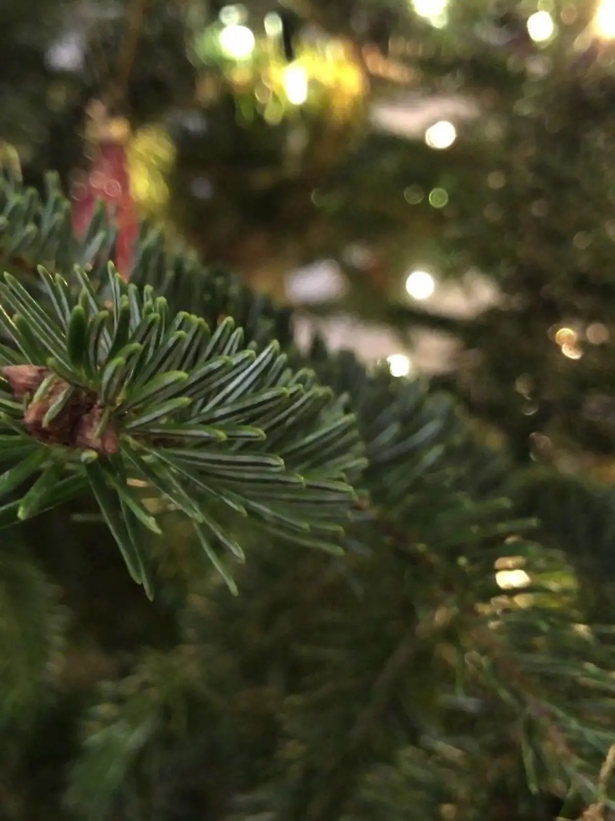 Die Nadeln eines Weihnachtsbaumes sind eine tolle Zutat für viele Gerichte!