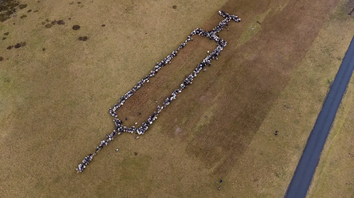 dpatopbilder - 03.01.2022, Niedersachsen, Schneverdingen: Ungefähr 700 Schafe und Ziege stehen auf einer Grasfläche und bilden die Form einer rund 100 Meter großen Spritze (Aufnahme mit einer Drohne). Das Ganze sei Werbung für die Impfung gegen das Virus und richte sich an die noch Unentschlossenen. «Schafe sind so sympathische Tiere, vielleicht können die die Botschaft so besser überbringen», so der Organisator. Foto: Philipp Schulze/dpa +++ dpa-Bildfunk +++