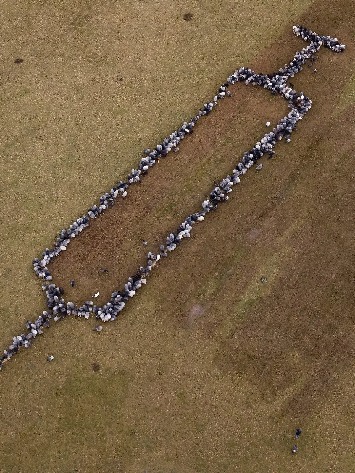 dpatopbilder - 03.01.2022, Niedersachsen, Schneverdingen: Ungefähr 700 Schafe und Ziege stehen auf einer Grasfläche und bilden die Form einer rund 100 Meter großen Spritze (Aufnahme mit einer Drohne). Das Ganze sei Werbung für die Impfung gegen das Virus und richte sich an die noch Unentschlossenen. «Schafe sind so sympathische Tiere, vielleicht können die die Botschaft so besser überbringen», so der Organisator. Foto: Philipp Schulze/dpa +++ dpa-Bildfunk +++