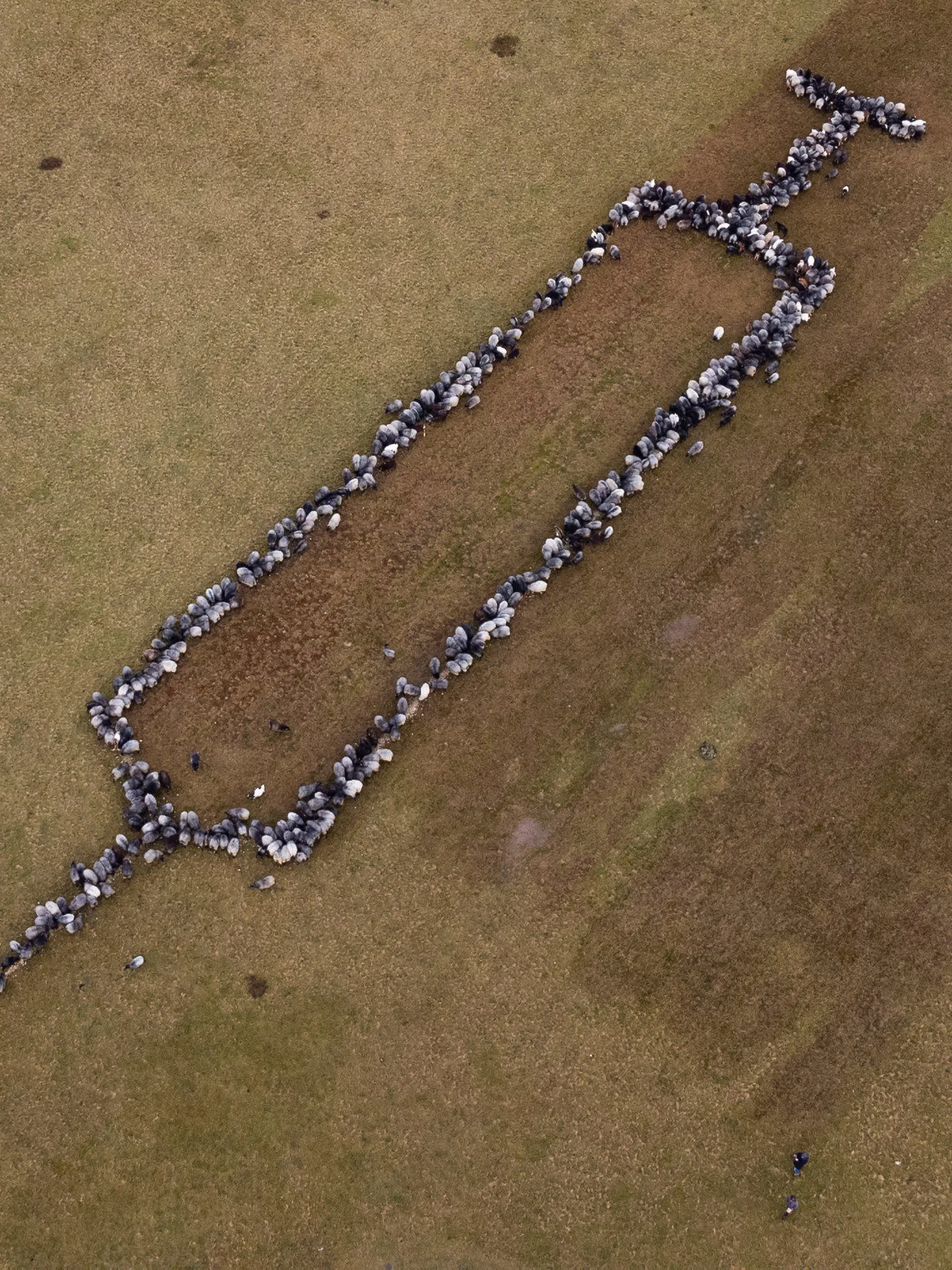 dpatopbilder - 03.01.2022, Niedersachsen, Schneverdingen: Ungefähr 700 Schafe und Ziege stehen auf einer Grasfläche und bilden die Form einer rund 100 Meter großen Spritze (Aufnahme mit einer Drohne). Das Ganze sei Werbung für die Impfung gegen das Virus und richte sich an die noch Unentschlossenen. «Schafe sind so sympathische Tiere, vielleicht können die die Botschaft so besser überbringen», so der Organisator. Foto: Philipp Schulze/dpa +++ dpa-Bildfunk +++