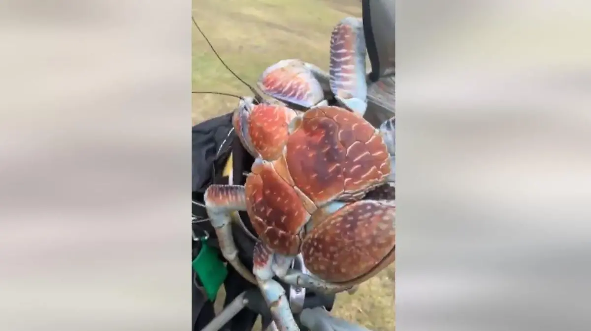 Kokosnusskrabbe crasht Golf-Runde