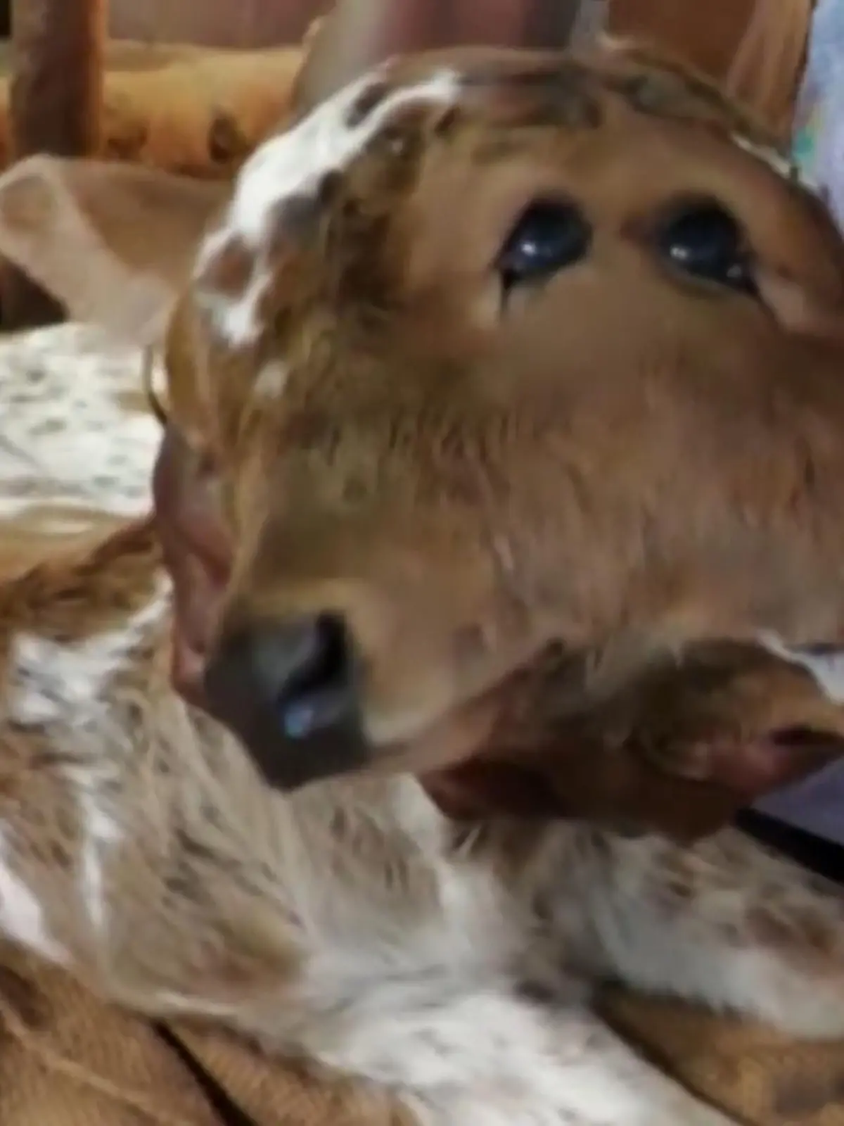 Bild zu: "Kalb mit zwei Köpfen geboren"