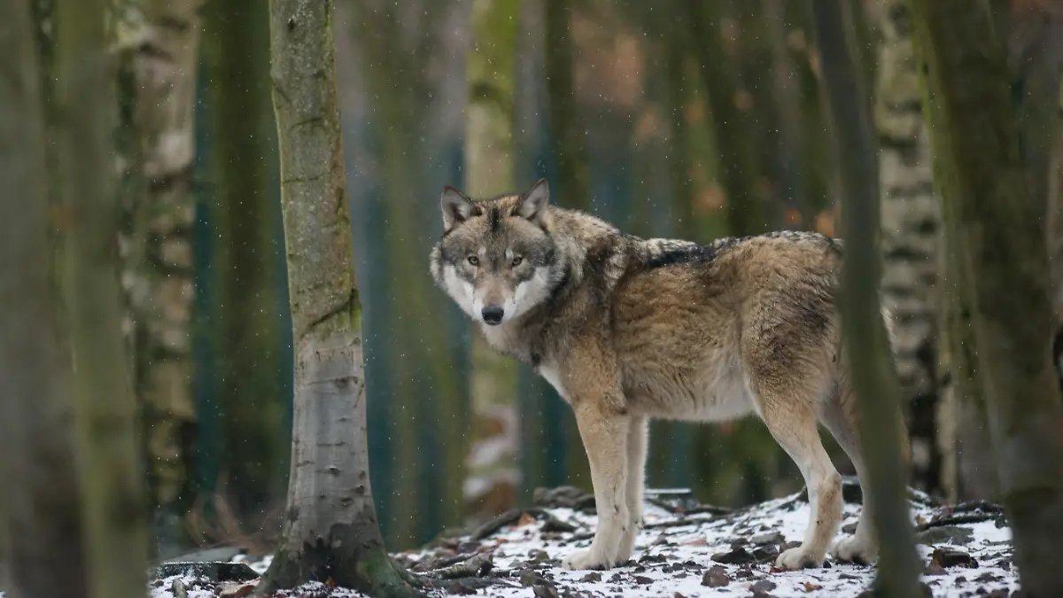 ARCHIV - 28.01.2019, Thale: Ein Wolf steht im Tierpark Hexentanzplatz in seinem Freigehege.   (zu dpa «Entlaufener Wildpark-Wolf weiter auf Flucht - Fallen aufgestellt» vom 01.02.2019) Foto: Klaus-Dietmar Gabbert/ZB/dpa +++ dpa-Bildfunk +++