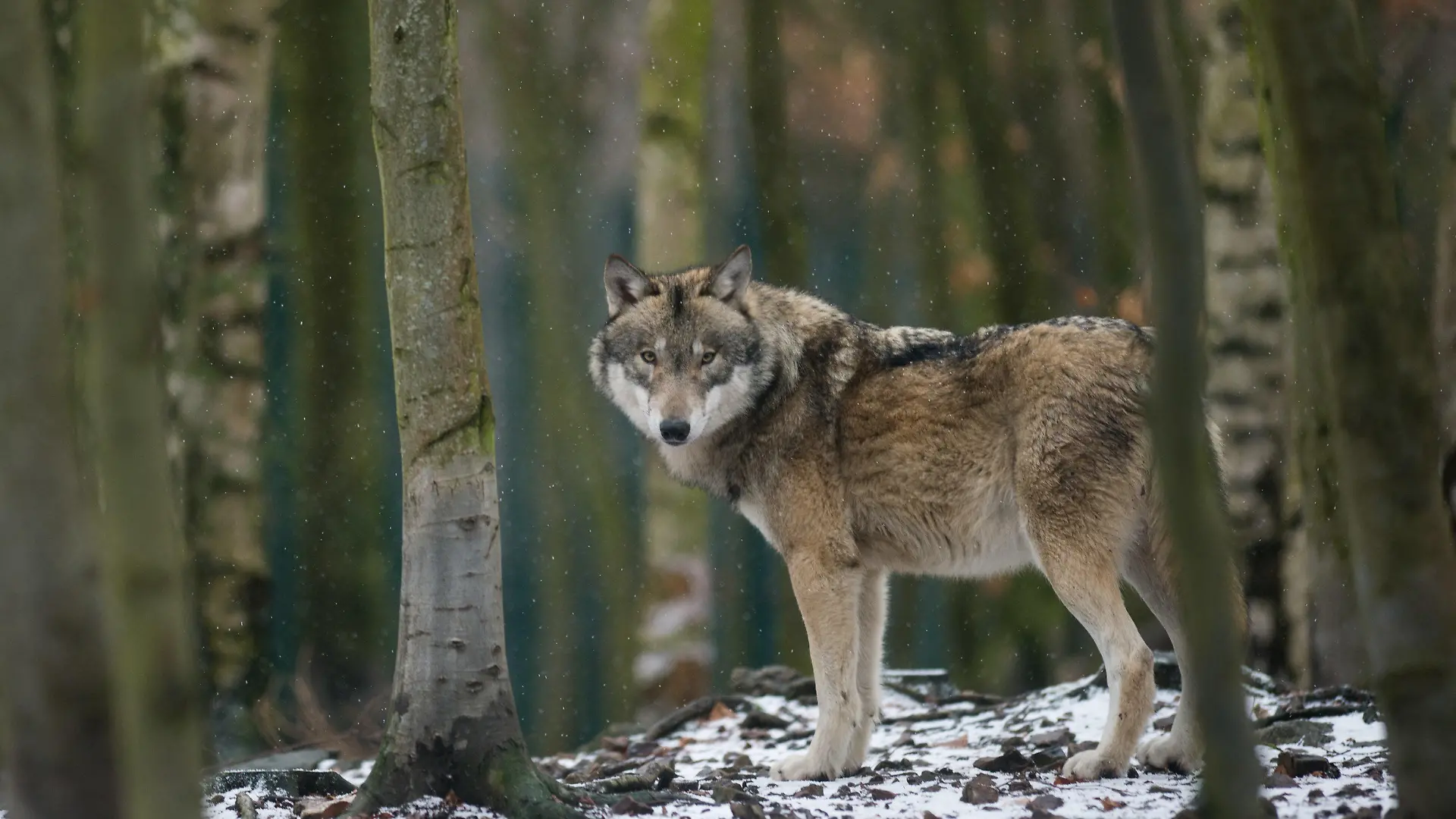 ARCHIV - 28.01.2019, Thale: Ein Wolf steht im Tierpark Hexentanzplatz in seinem Freigehege. (zu dpa «Entlaufener Wildpark-Wolf weiter auf Flucht - Fallen aufgestellt» vom 01.02.2019) Foto: Klaus-Dietmar Gabbert/ZB/dpa +++ dpa-Bildfunk +++