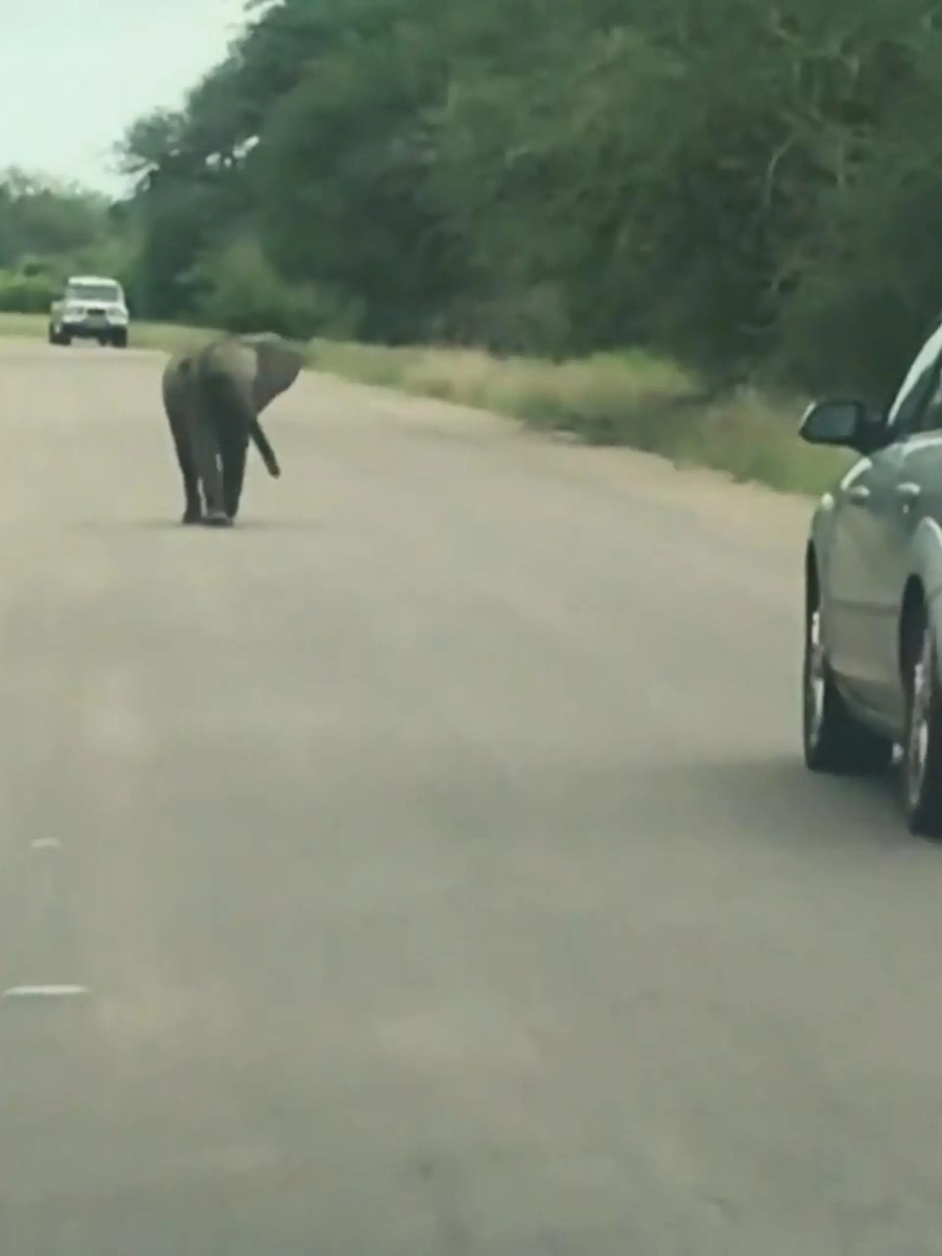 Die Safari-Touristen sind dem kleinen Elefant mit ihrem Auto im Kruger Nationalpark in Südafrika wohl zu nahe gekommen.