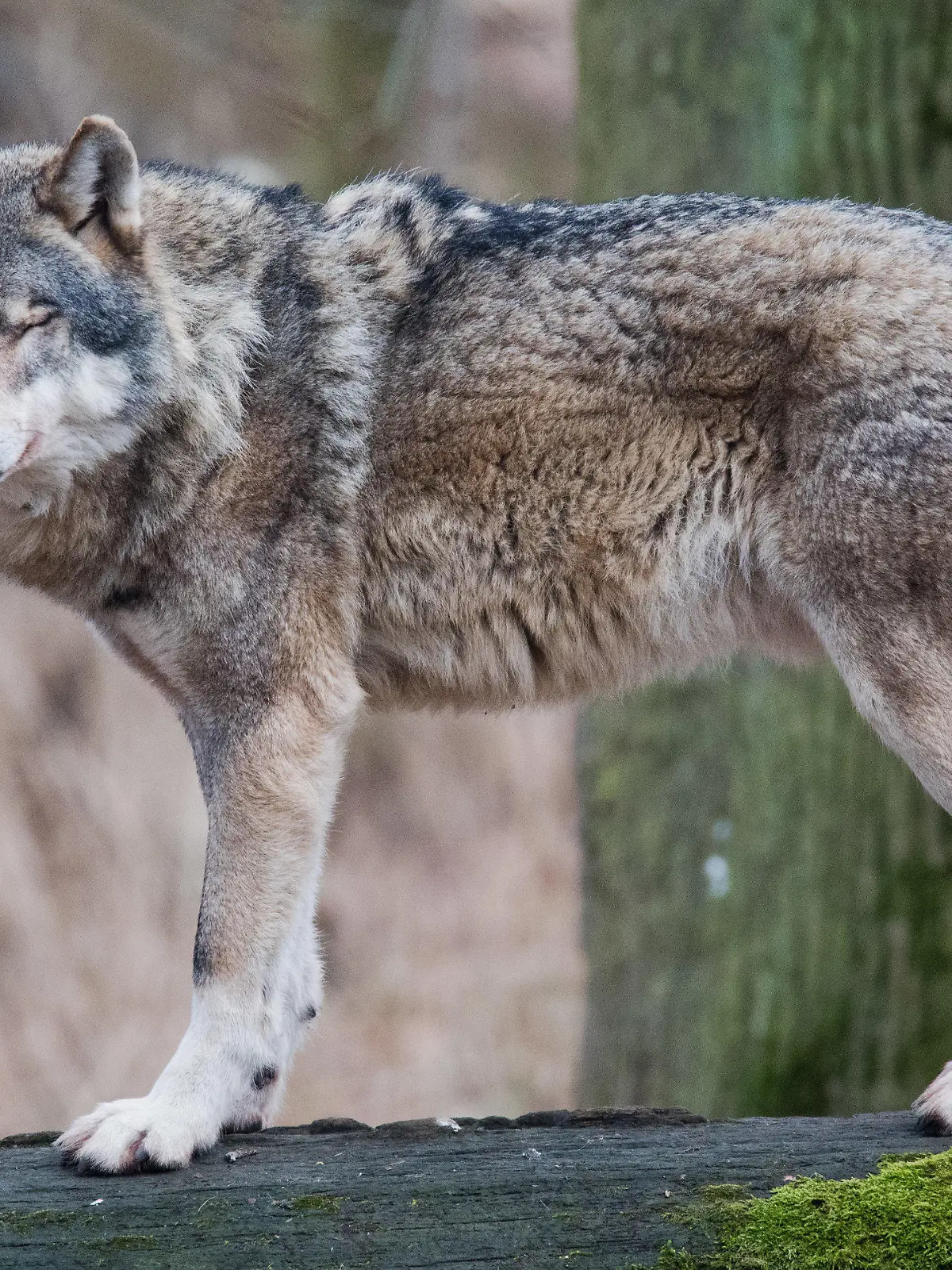ARCHIV - 05.02.2019, Niedersachsen, Springe: Ein Europäischer Wolf (Canis lupus lupus) steht in einem Gehege im Wisentgehege auf einem Baumstamm. Im Kreis Nienburg in Niedersachsen soll der Leitwolf des Rodewalder Rudels abgeschossen werden, er soll für zahlreiche Nutztierrisse in der Region verantwortlich sein. Auch in Schleswig-Holstein soll ein Problemwolf abgeschossen werden. Foto: Julian Stratenschulte/dpa +++ dpa-Bildfunk +++
