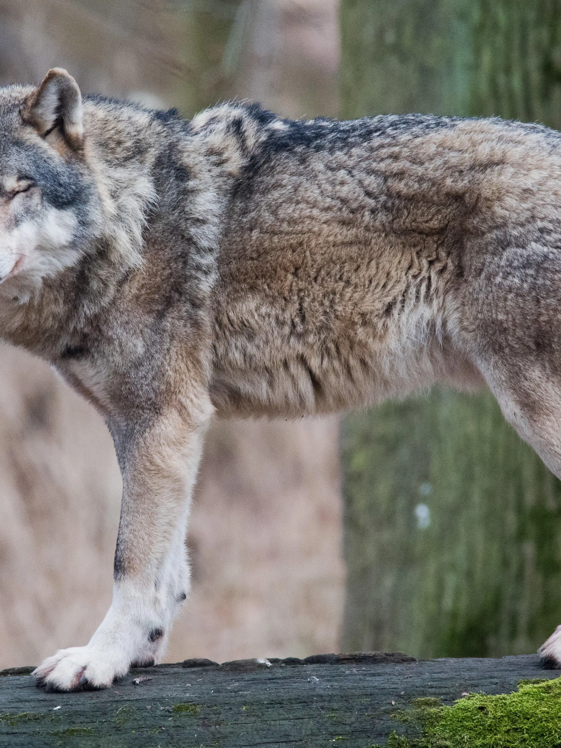 ARCHIV - 05.02.2019, Niedersachsen, Springe: Ein Europäischer Wolf (Canis lupus lupus) steht in einem Gehege im Wisentgehege auf einem Baumstamm. Im Kreis Nienburg in Niedersachsen soll der Leitwolf des Rodewalder Rudels abgeschossen werden, er soll für zahlreiche Nutztierrisse in der Region verantwortlich sein. Auch in Schleswig-Holstein soll ein Problemwolf abgeschossen werden. Foto: Julian Stratenschulte/dpa +++ dpa-Bildfunk +++