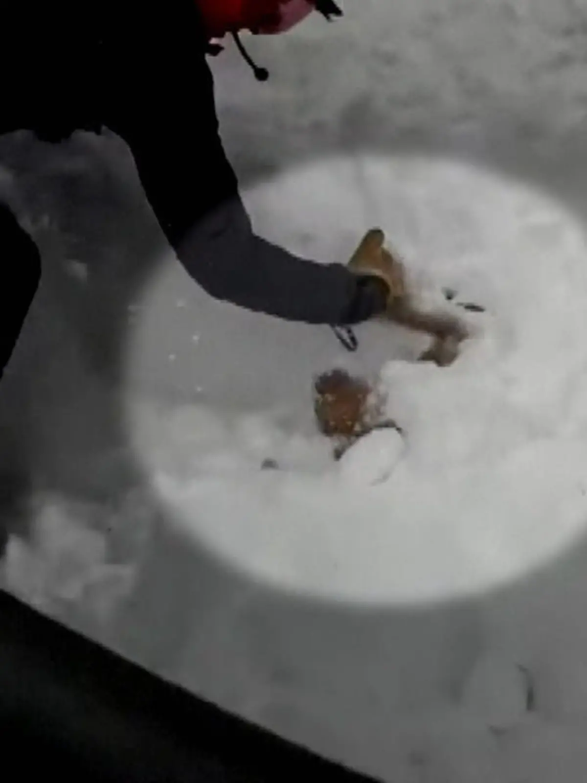 In Colorado (USA) gruben zwei junge Skifahrer einen Hund aus, nachdem dieser von einer Lawine überrollt und begraben worden war.