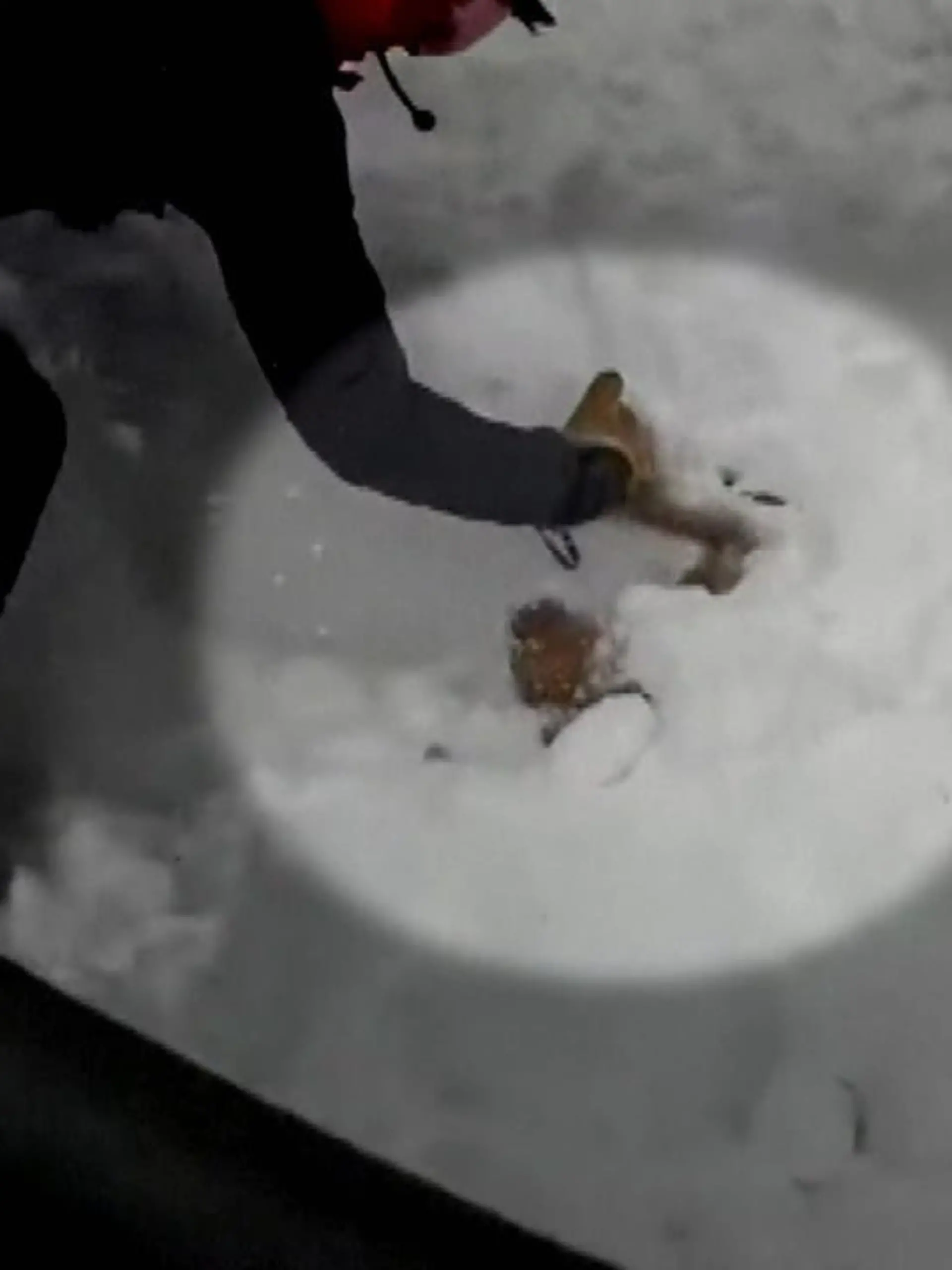 In Colorado (USA) gruben zwei junge Skifahrer einen Hund aus, nachdem dieser von einer Lawine überrollt und begraben worden war.