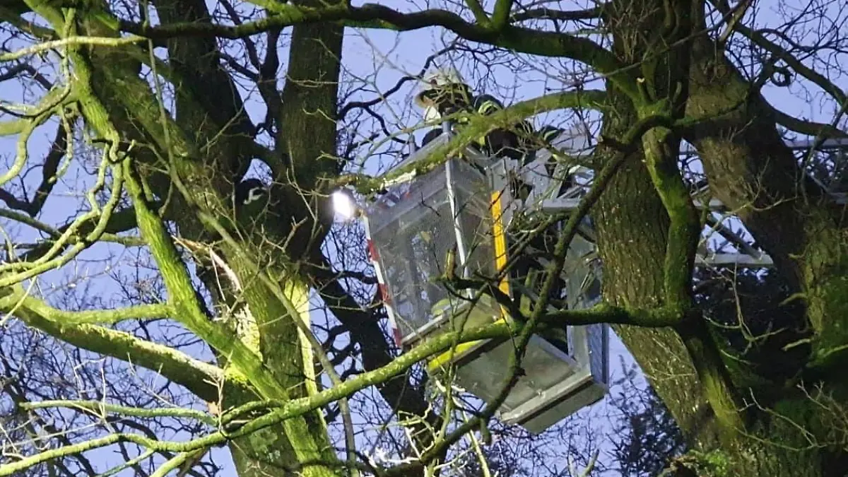 Katze "Schlumpfi" saß zwei Tage in einem Baum fest.