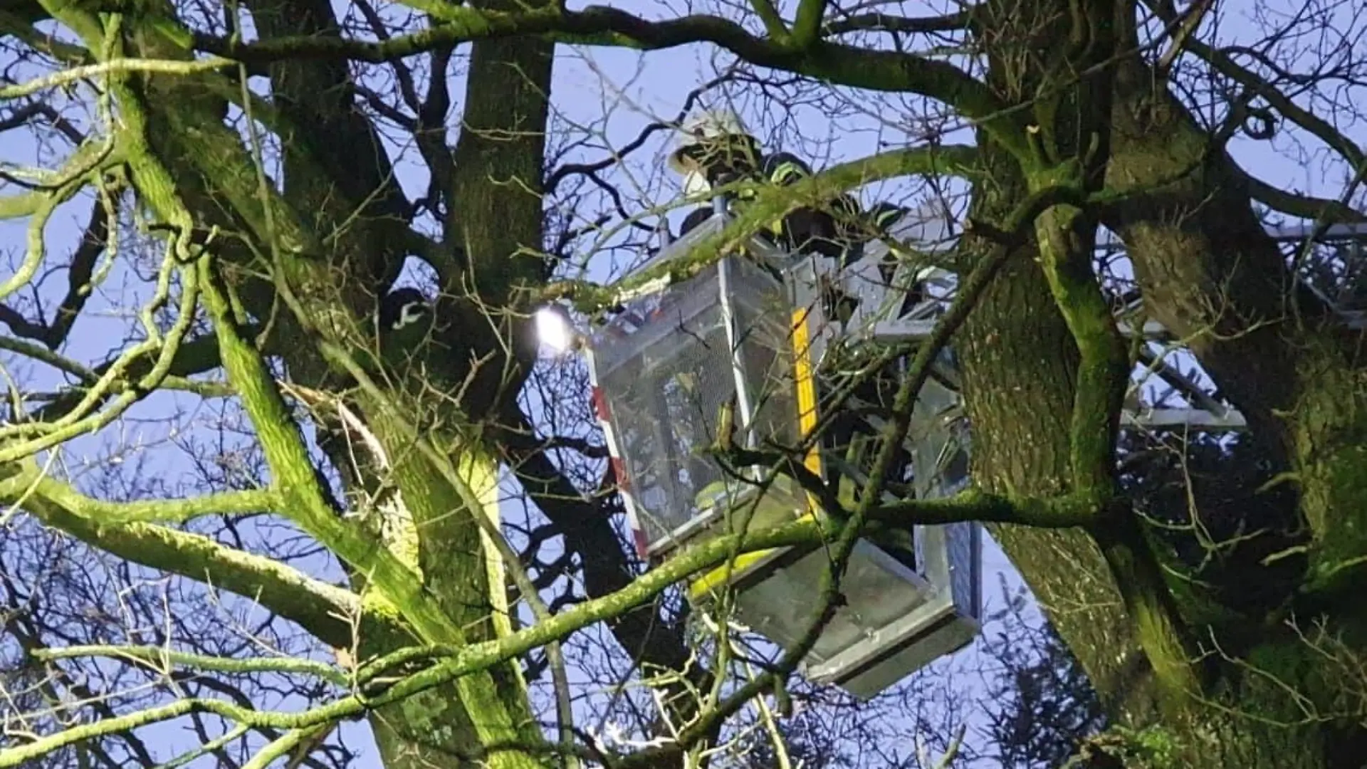 Katze "Schlumpfi" saß zwei Tage in einem Baum fest.