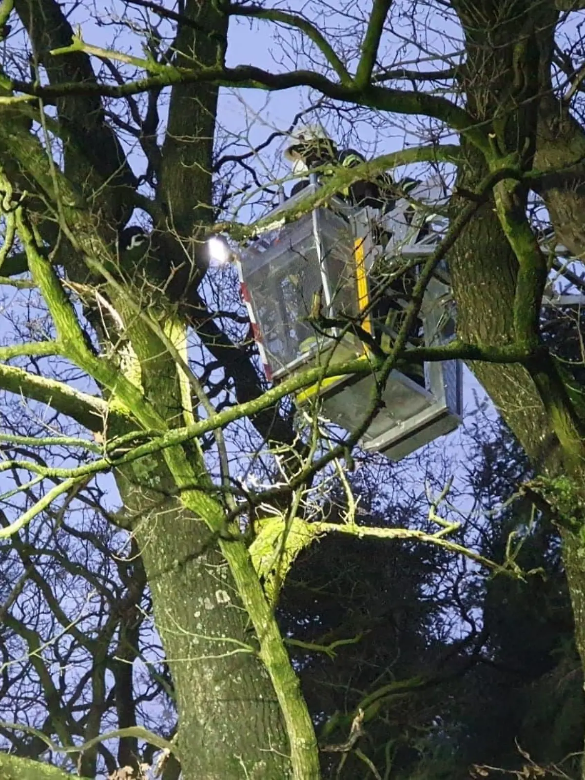 Katze "Schlumpfi" saß zwei Tage in einem Baum fest.