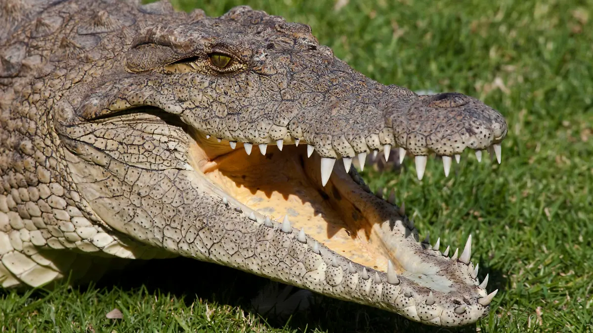 Nile Crocodile, Crocodylus niloticus, Crocodile Farm, Johannesburg, South Africa Keine Weitergabe an Drittverwerter.