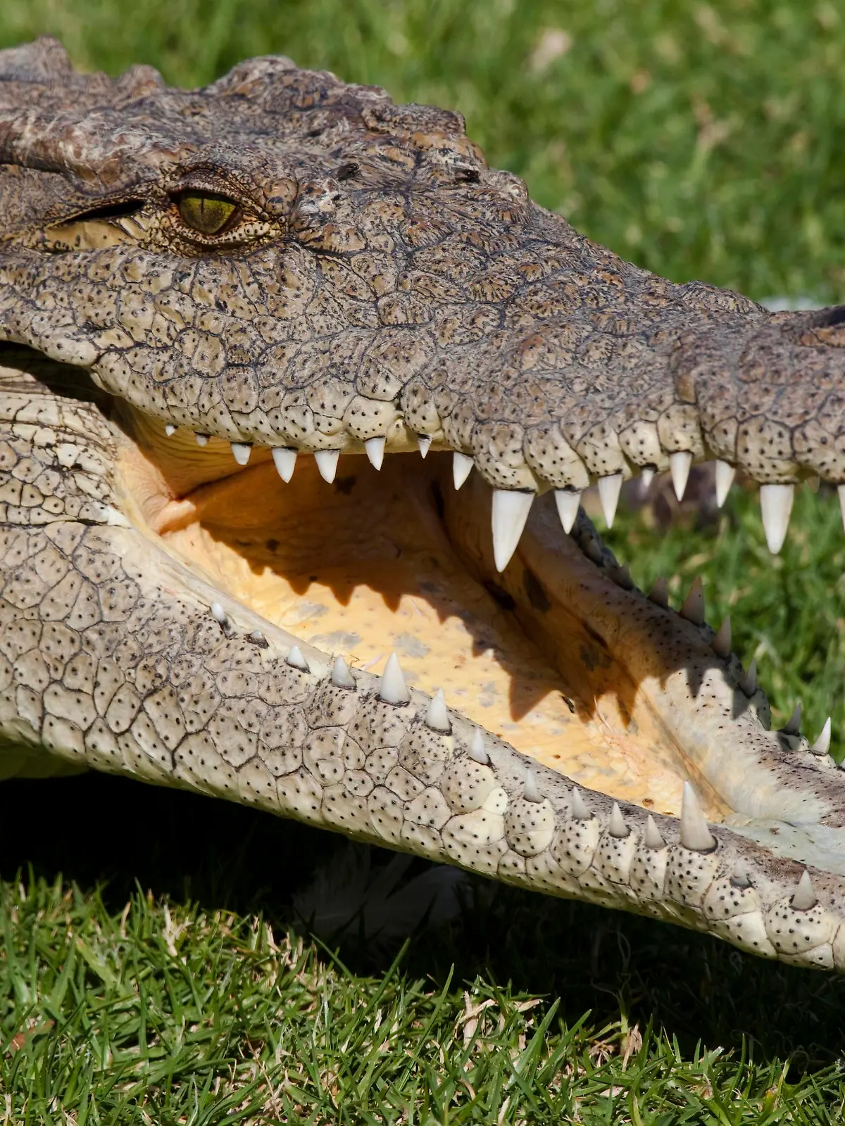Nile Crocodile, Crocodylus niloticus, Crocodile Farm, Johannesburg, South Africa Keine Weitergabe an Drittverwerter.