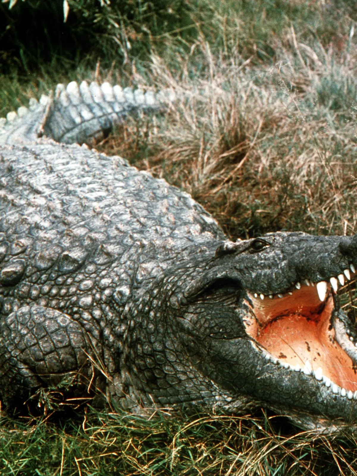 Das undatierte Archivbild zeigt ein Krokodil mit weit aufgerissenem Maul auf der Krokodilfarm "Croco" in Südafrika. Die Suche nach dem "Rheinkrokodil" soll am Mittwoch (26.06.2001) fortgesetzt werden. Über die Zahl der Beamten, die eingesetzt werden, machte die Polizei noch keine Angaben. Mit Booten und einem Hubschrauber hatten 20 Polizisten gestern im Rheingau vergeblich nach dem Reptil gesucht. Zeugen wollen das knapp 1,50 Meter lange Tier gestern nahe der Rhein-Insel Mariannenaue bei Eltville gesehen haben. Das Krokodil war am Donnerstag am Rheinufer bei Speyer zum ersten Mal gesichtet worden. dpa/lhe