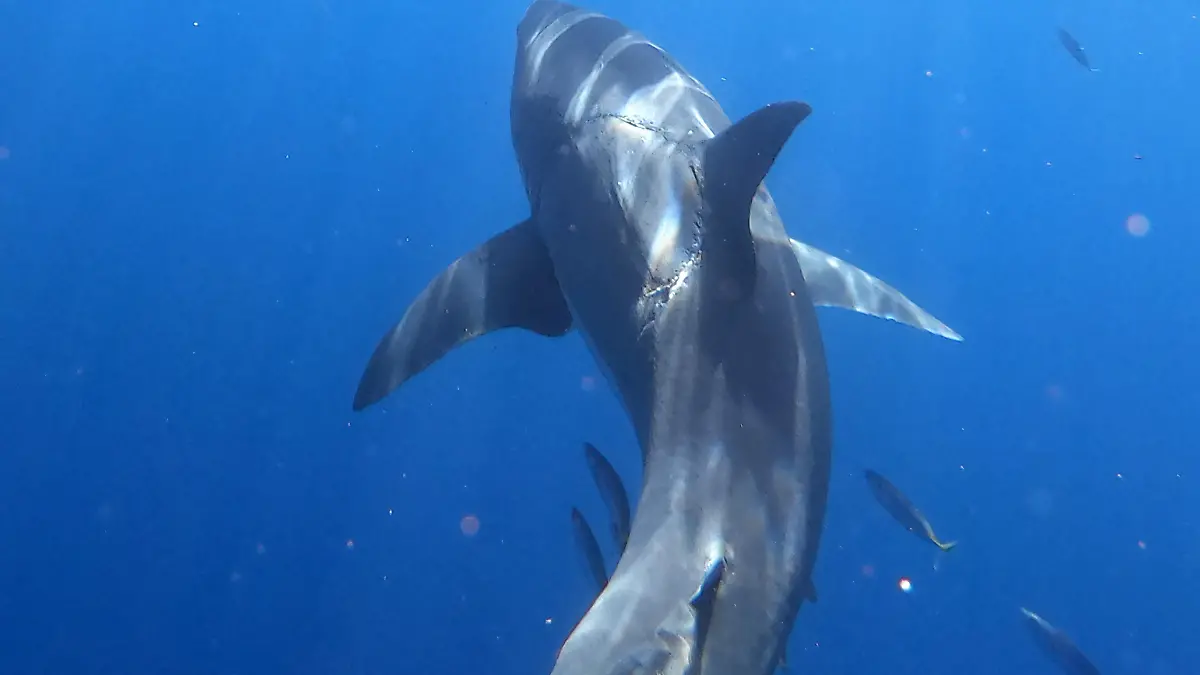 Jalil Najafov/ CATERS NEWS (PICTURED Photo of huge bite taken out of great white shark) A diver has made a rare discovery capturing a flawless bite mark on the side of a 4.5m great white shark. Jalil Najafov, 40, was diving in Isla Guadalupe, Mexico, when he made the rare discovery of a whole bite mark on the side of a massive great white shark. Jalil later sparked debate online after he shared the impressive photo to his Instagram page with commenters arguing about what caused the bite. The shark conservationist and filmmaker reached out to two shark experts to gain their opinions on what caused the bite mark. SEE CATERS COPY