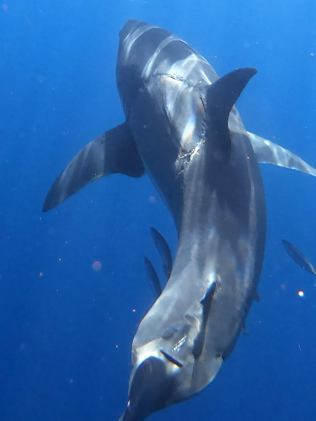 Jalil Najafov/ CATERS NEWS (PICTURED Photo of huge bite taken out of great white shark) A diver has made a rare discovery capturing a flawless bite mark on the side of a 4.5m great white shark. Jalil Najafov, 40, was diving in Isla Guadalupe, Mexico, when he made the rare discovery of a whole bite mark on the side of a massive great white shark. Jalil later sparked debate online after he shared the impressive photo to his Instagram page with commenters arguing about what caused the bite. The shark conservationist and filmmaker reached out to two shark experts to gain their opinions on what caused the bite mark. SEE CATERS COPY