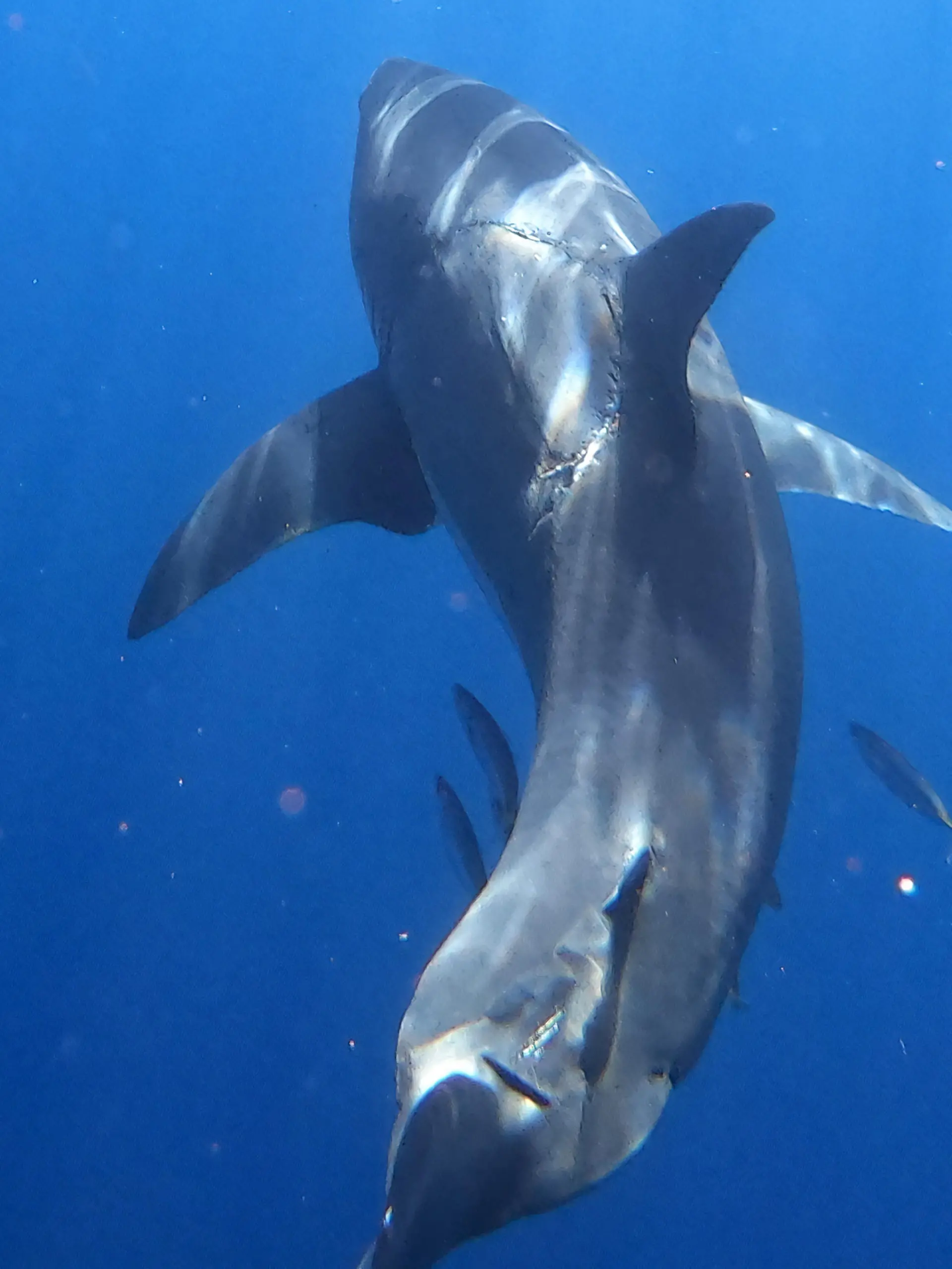 Jalil Najafov/ CATERS NEWS (PICTURED Photo of huge bite taken out of great white shark) A diver has made a rare discovery capturing a flawless bite mark on the side of a 4.5m great white shark. Jalil Najafov, 40, was diving in Isla Guadalupe, Mexico, when he made the rare discovery of a whole bite mark on the side of a massive great white shark. Jalil later sparked debate online after he shared the impressive photo to his Instagram page with commenters arguing about what caused the bite. The shark conservationist and filmmaker reached out to two shark experts to gain their opinions on what caused the bite mark. SEE CATERS COPY