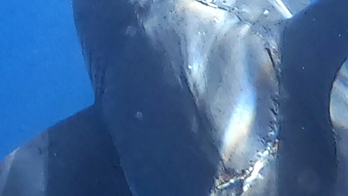 Jalil Najafov/ CATERS NEWS (PICTURED Photo of huge bite taken out of great white shark) A diver has made a rare discovery capturing a flawless bite mark on the side of a 4.5m great white shark. Jalil Najafov, 40, was diving in Isla Guadalupe, Mexico, when he made the rare discovery of a whole bite mark on the side of a massive great white shark. Jalil later sparked debate online after he shared the impressive photo to his Instagram page with commenters arguing about what caused the bite. The shark conservationist and filmmaker reached out to two shark experts to gain their opinions on what caused the bite mark. SEE CATERS COPY