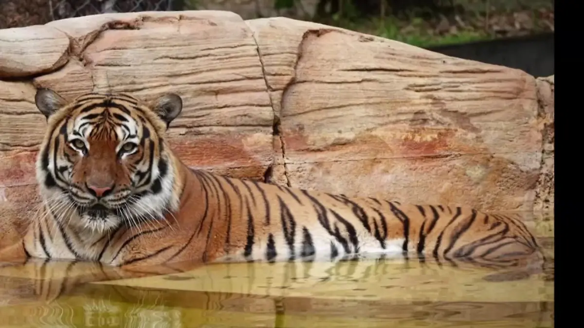 Der Tiger biss eine Reinigungskraft in die Hand.