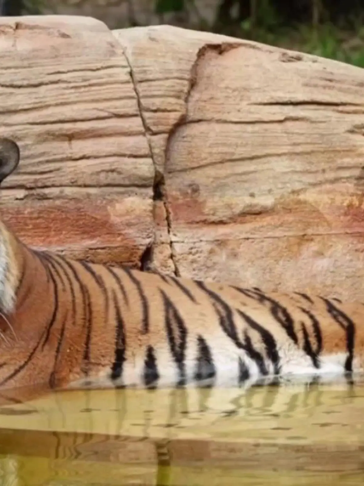 Der Tiger biss eine Reinigungskraft in die Hand.