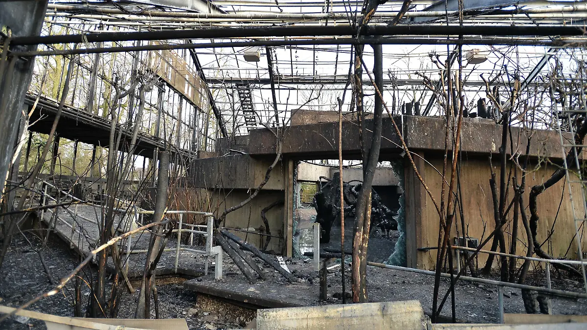  Inferno im Krefelder Zoo am 01.01.2020 in Krefeld Inferno im Krefelder Zoo. Das Affenhaus ist in der Silvesternacht vollständig niedergebrannt. Alle Tiere sind tot. Eine Katastrophe für den Tierpark. Das Affenhaus aber brannte bis auf die Grundmauern ab. Mehr als 30 Tiere verloren nach Angaben der Polizei ihr Leben. In dem Haus lebten vor allem Orang-Utans und Schimpansen. Die Brandursache war in der Nacht noch unklar. Die Feuerwehr war in der Nacht noch mit Löscharbeiten beschäftigt. Die Stadt Krefeld wollte im Laufe des Mittwochs auf einer Pressekonferenz weitere Informationen bekanntgeben. *** Inferno at Krefeld Zoo on 01 01 2020 in Krefeld Inferno at Krefeld Zoo The monkey house was completely burned down on New Years Eve All animals are dead A catastrophe for the zoo The monkey house, however, burned to the ground More than 3 xHDx