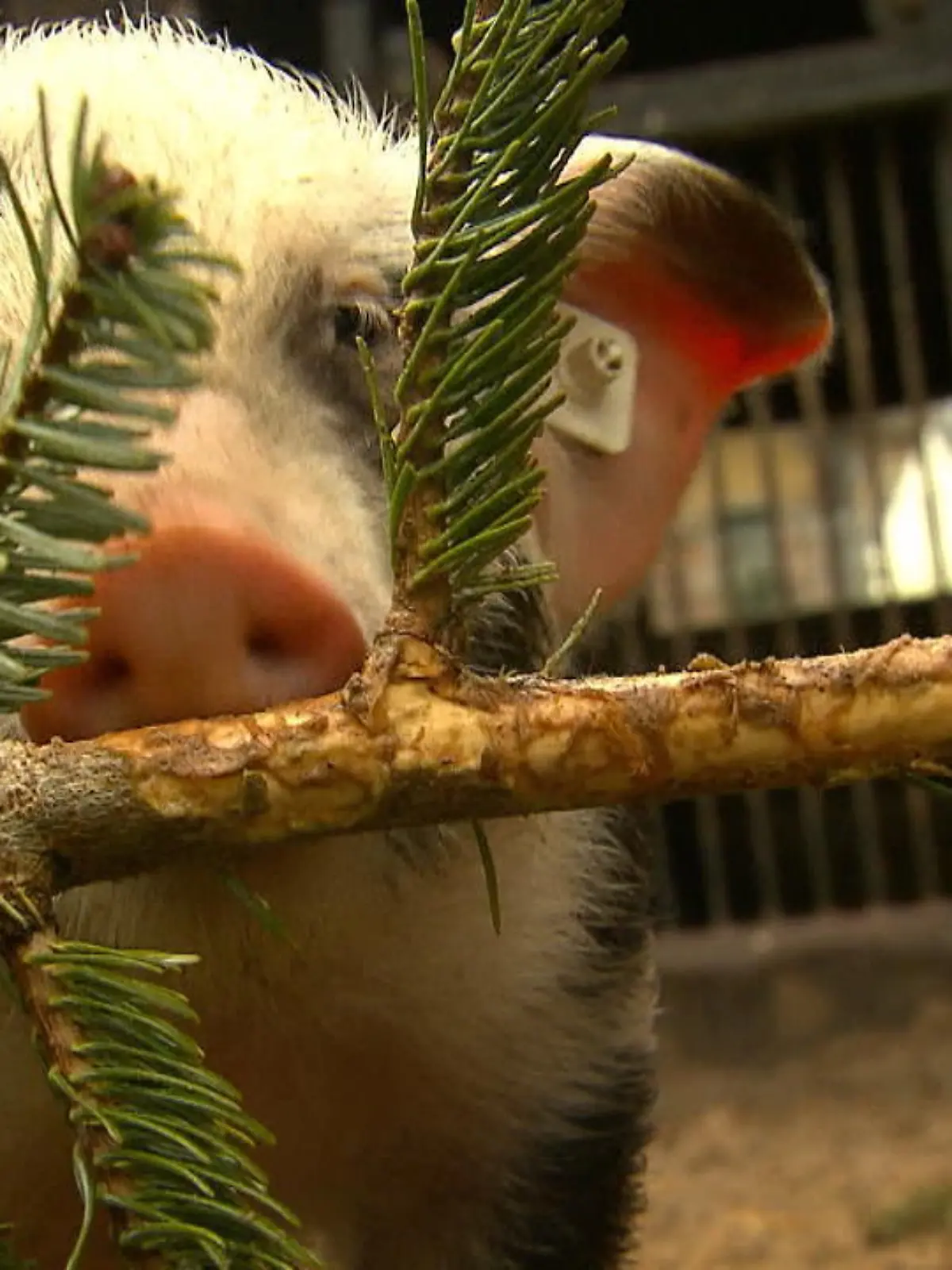 Im Tierpark Nordhorn werden Bunte Bentheimer gezüchtet, geschlachtet und ihr Fleisch verkauft - und durch die Nachfrage die bedrohte Rasse erhalten.