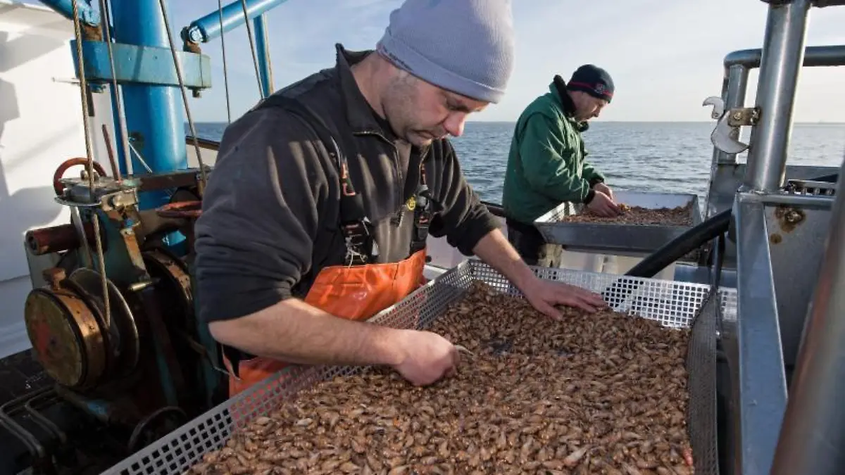 Krabbenfischer sortieren Krabben