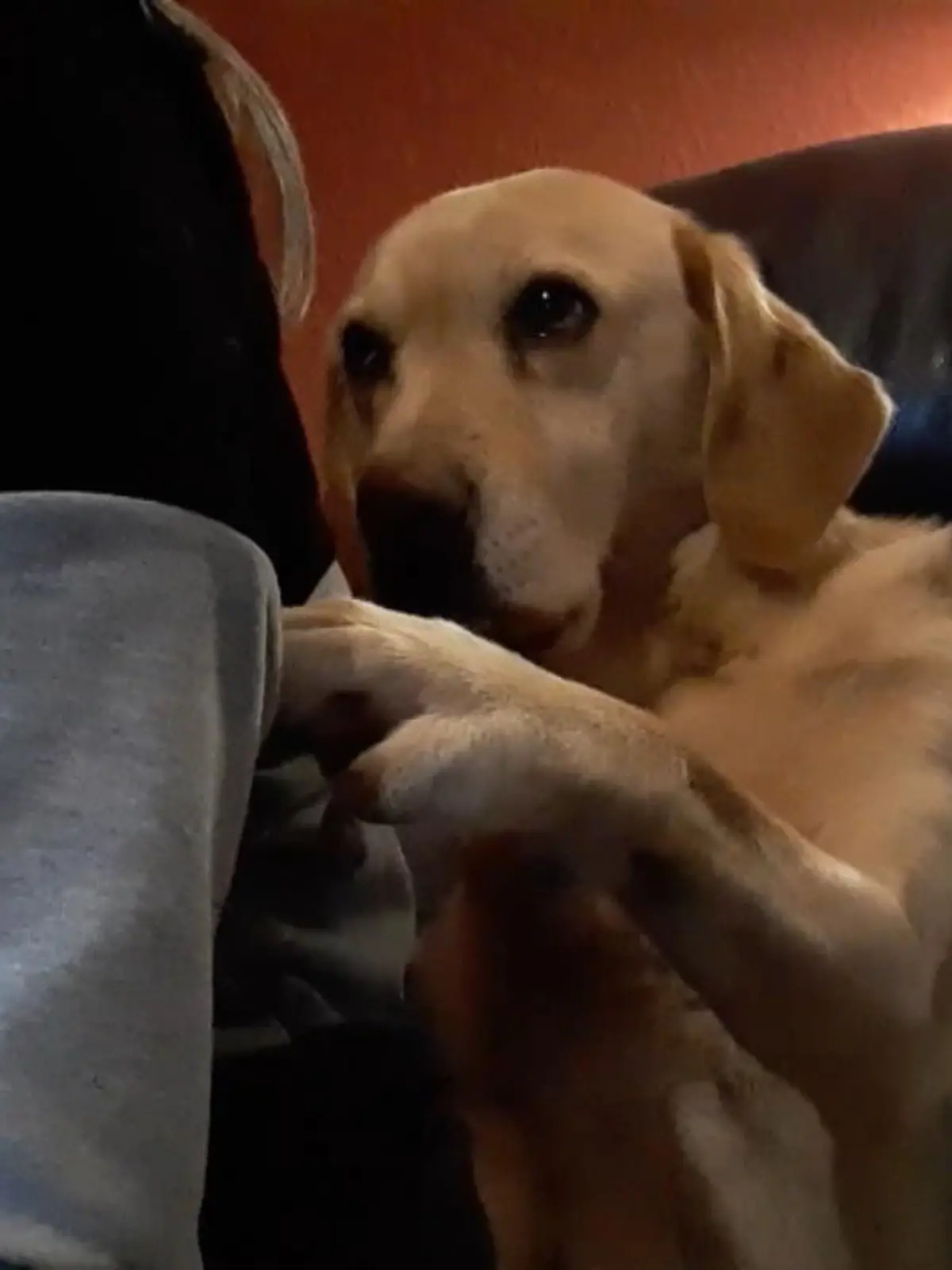 Jeder kennt Hunde, die besonders viel Aufmerksamkeit brauchen. Golden Retriever Sunshine treibt das allerdings auf die Spitze.Auch wenn er nicht sprechen kann, ist seine Nachricht klar: Kraulen. Bitte. JETZT.