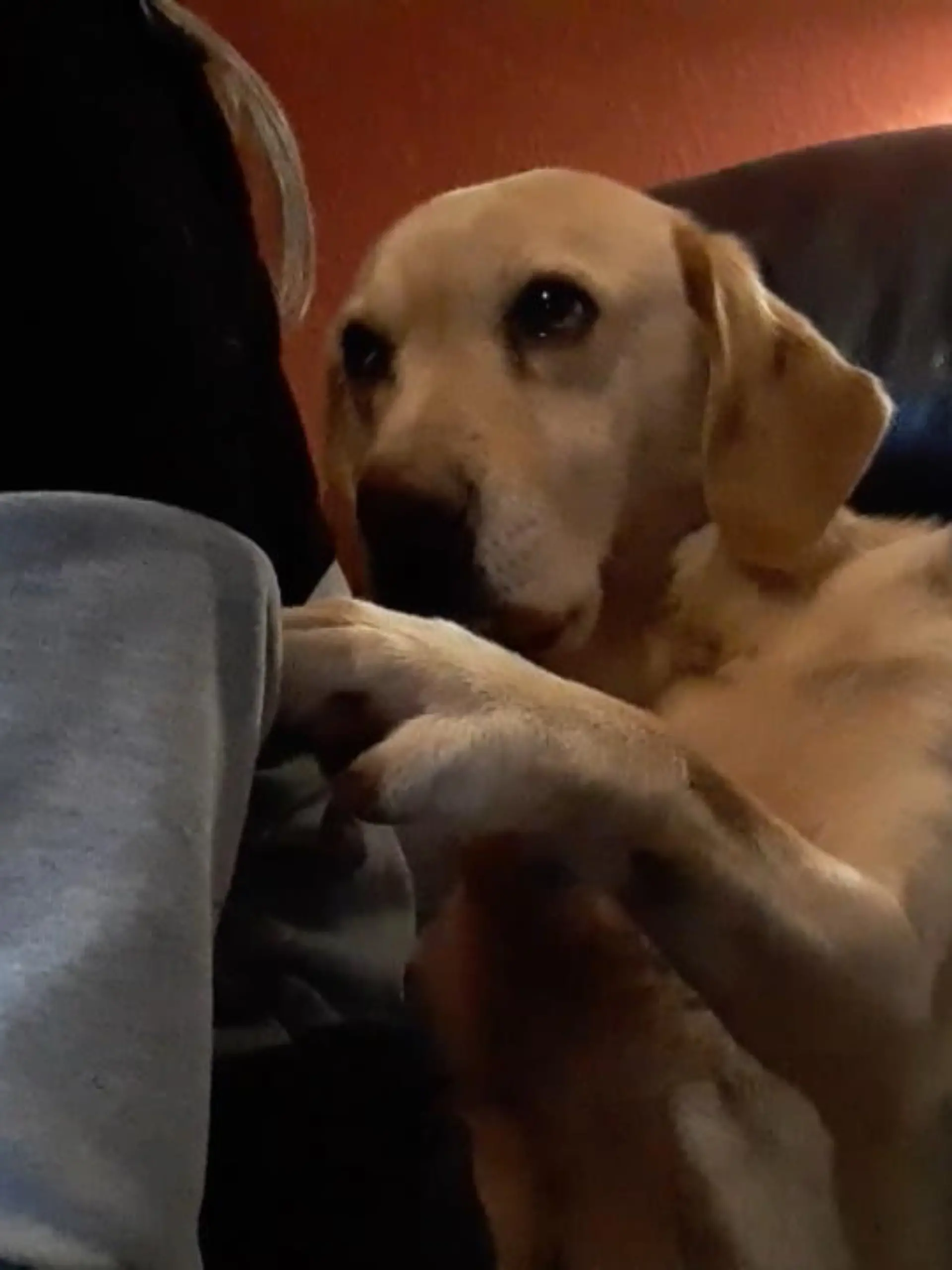 Jeder kennt Hunde, die besonders viel Aufmerksamkeit brauchen. Golden Retriever Sunshine treibt das allerdings auf die Spitze.Auch wenn er nicht sprechen kann, ist seine Nachricht klar: Kraulen. Bitte. JETZT.