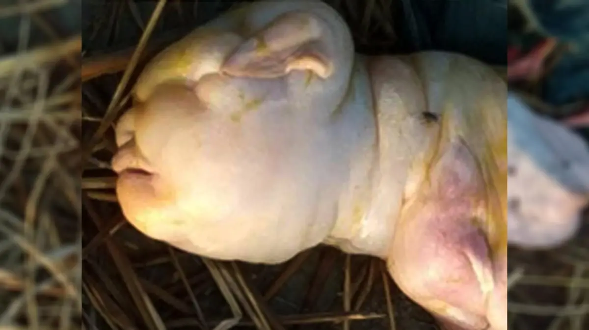 Ziege mit menschlichem Gesicht geboren