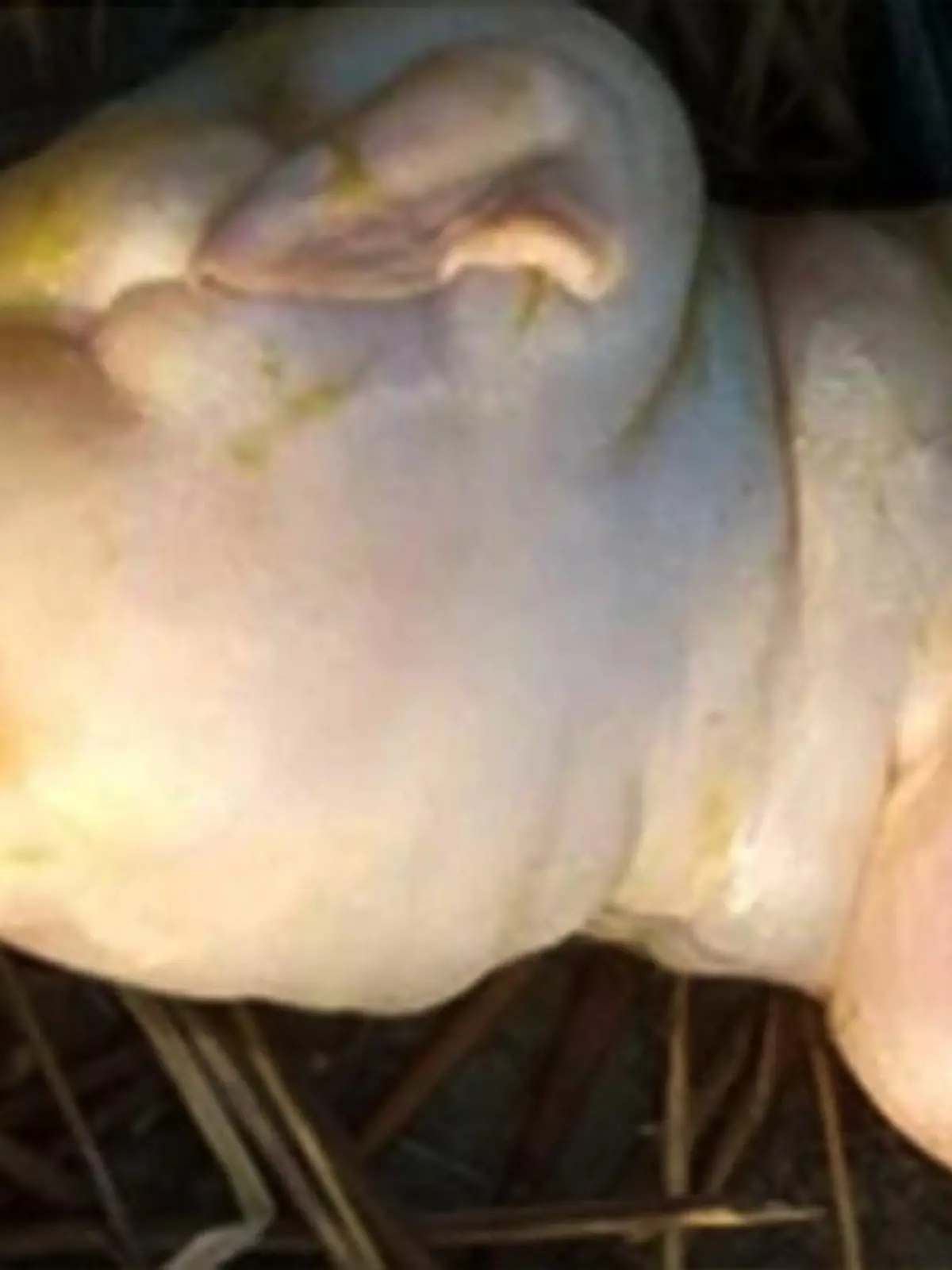 Ziege mit menschlichem Gesicht geboren