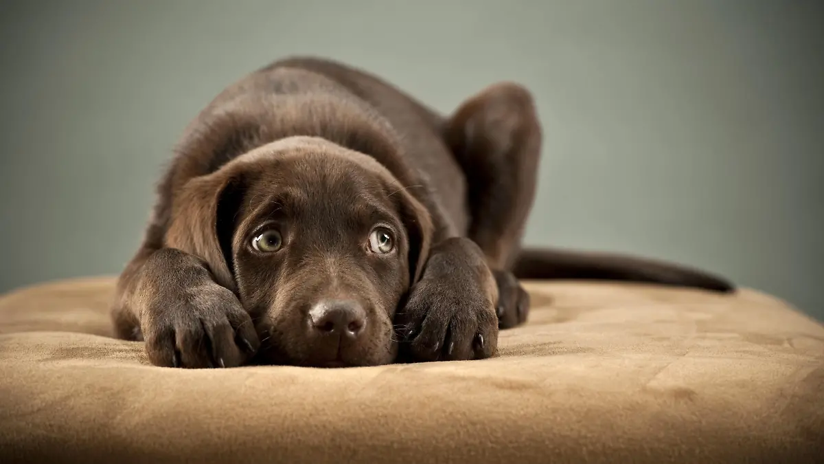 Hundewelpe liegt ängstlich auf dem Sofa.