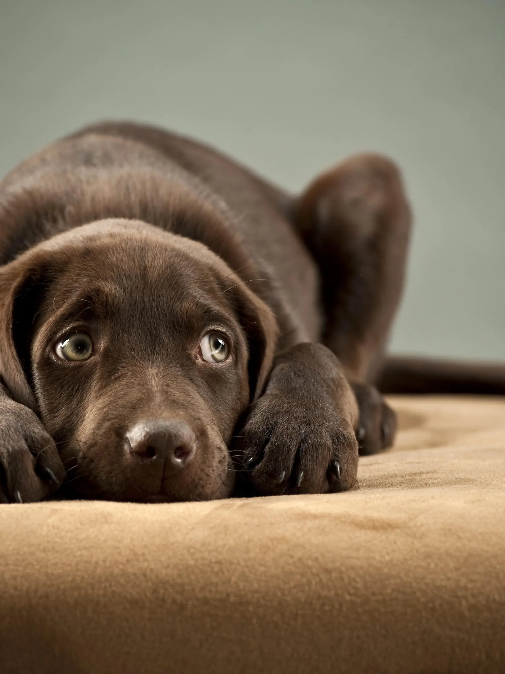 Hundewelpe liegt ängstlich auf dem Sofa.