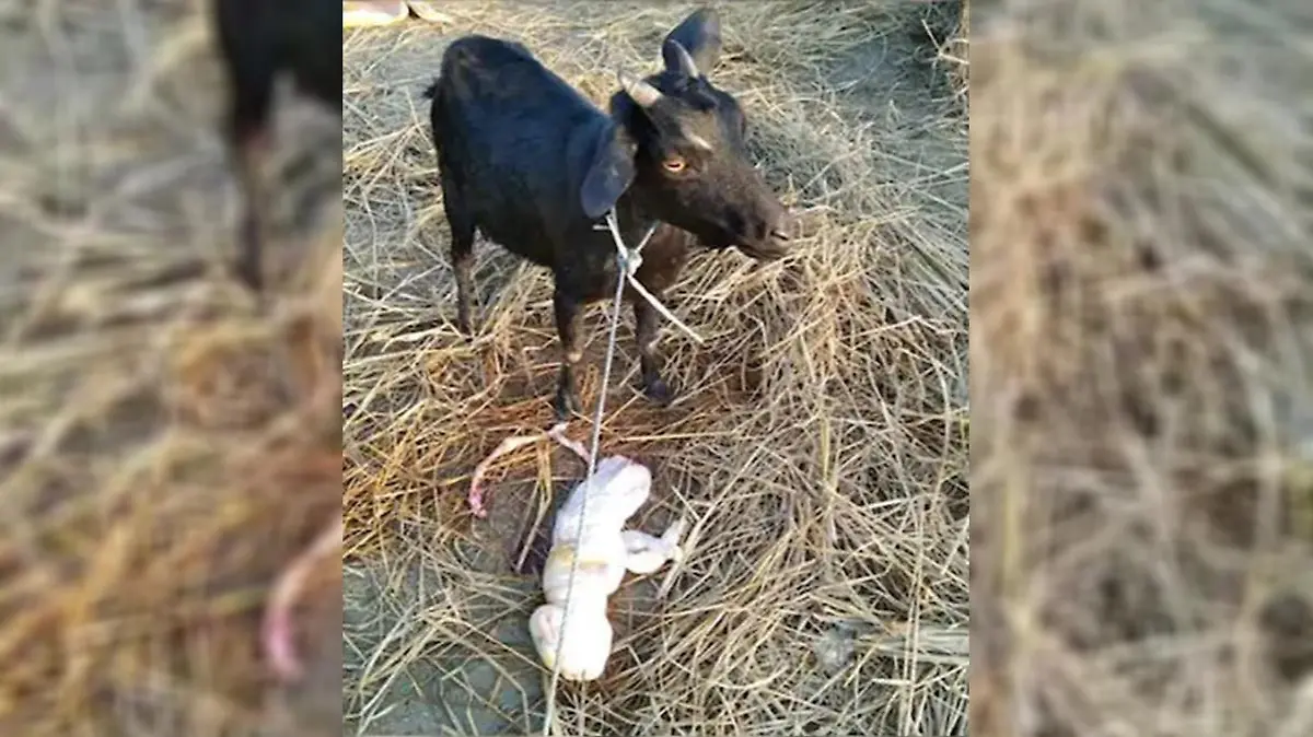 Ziege mit Mutter aus Indien