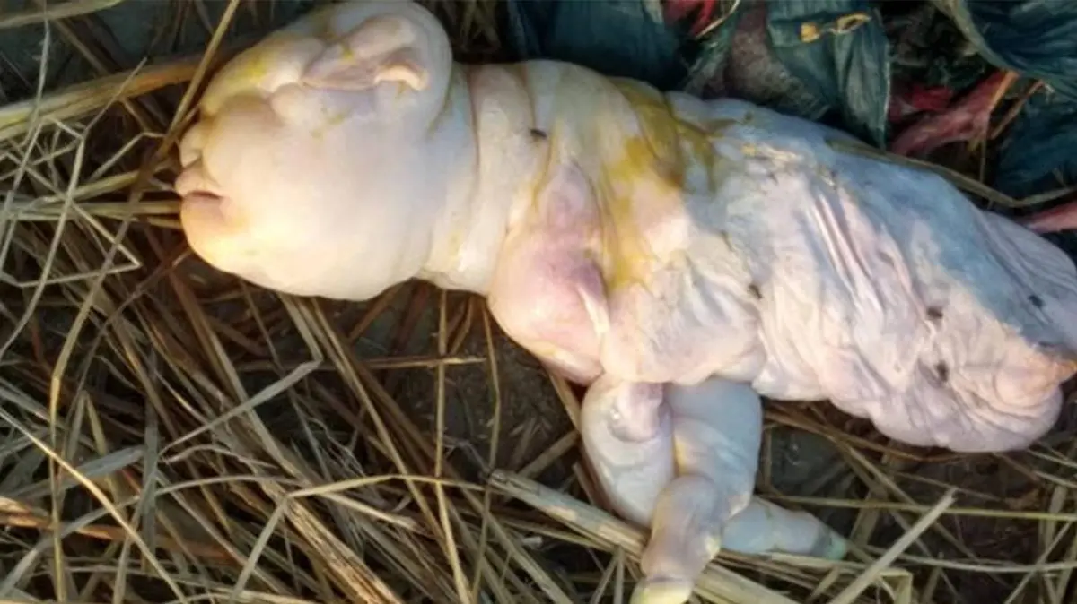 Menschlich-aussehende Ziege in Indien geboren