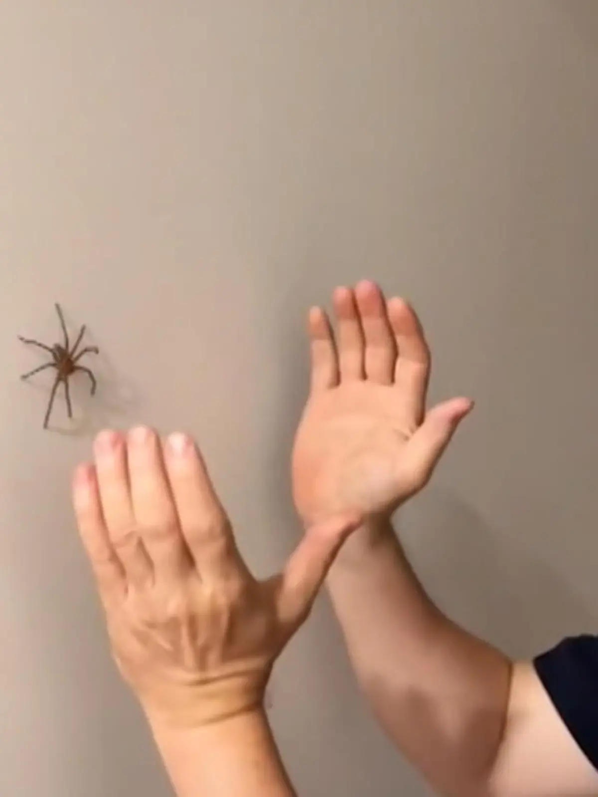In diesem Clip sehen Sie den australischen Schauspieler Stephen Walker im Kampf gegen eine Riesenkrabbenspinne. Nur ist das Ganze kein Film, sondern die Realität.