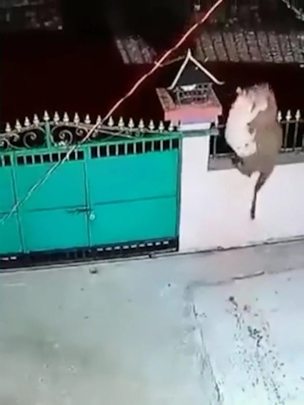 Das Duell Raubkatze gegen Haustier hat dieser Wachhund in Indien verloren. 
Bilder einer Überwachungskamera zeigen, wie ein Leopard ohne Probleme über die Mauer eines Wohnhauses klettert. Und nur wenige Sekunden später mit dem Hund im Maul den gleichen Weg wieder zurücknimmt.