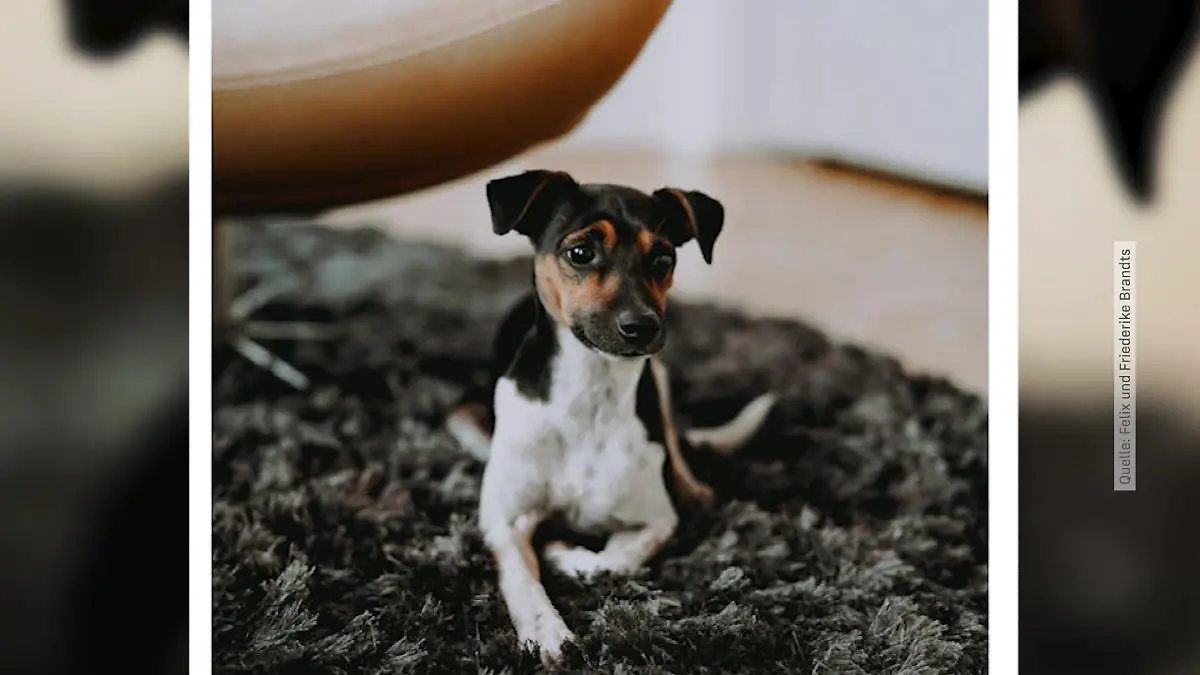 Finderlohn von 5000 Euro, für gestohlenen Jack Russel aus Berlin Pankow, ausgesetzt.