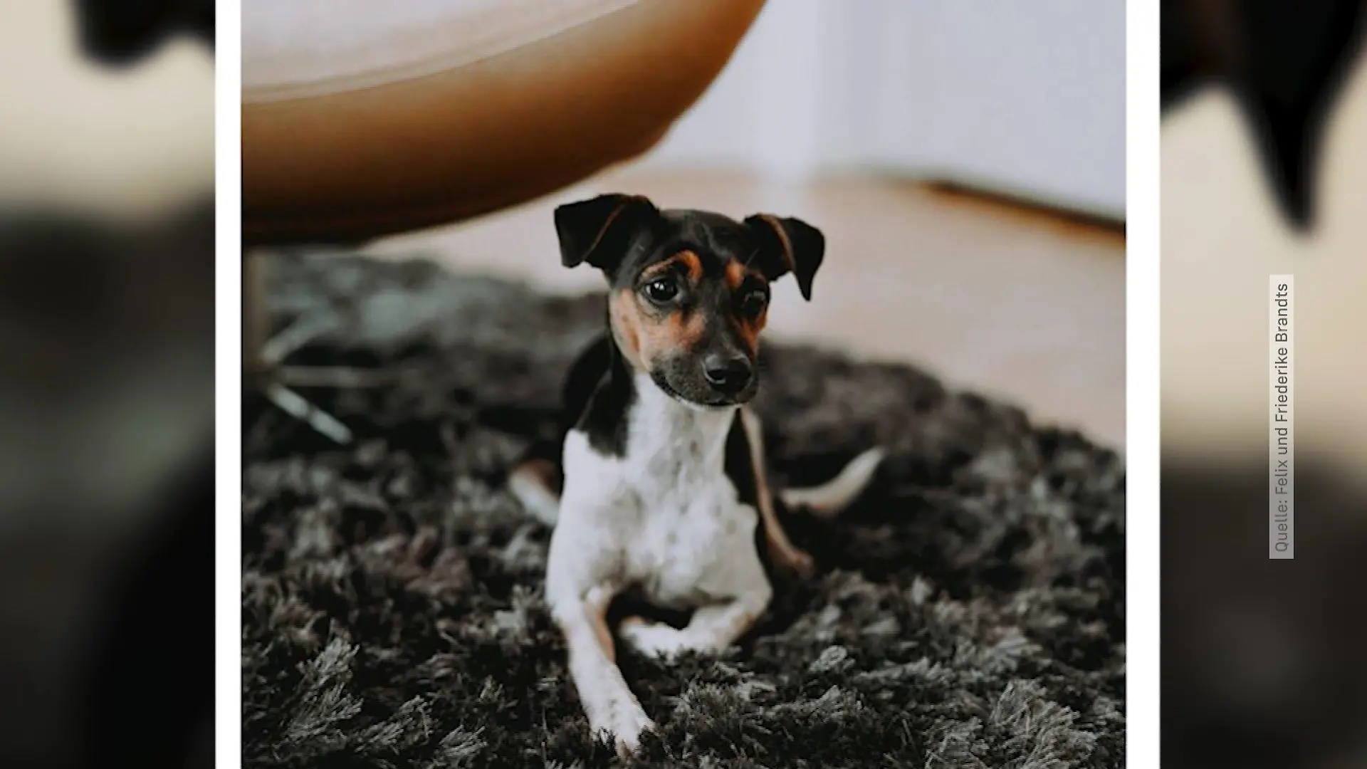 Finderlohn von 5000 Euro, für gestohlenen Jack Russel aus Berlin Pankow, ausgesetzt.