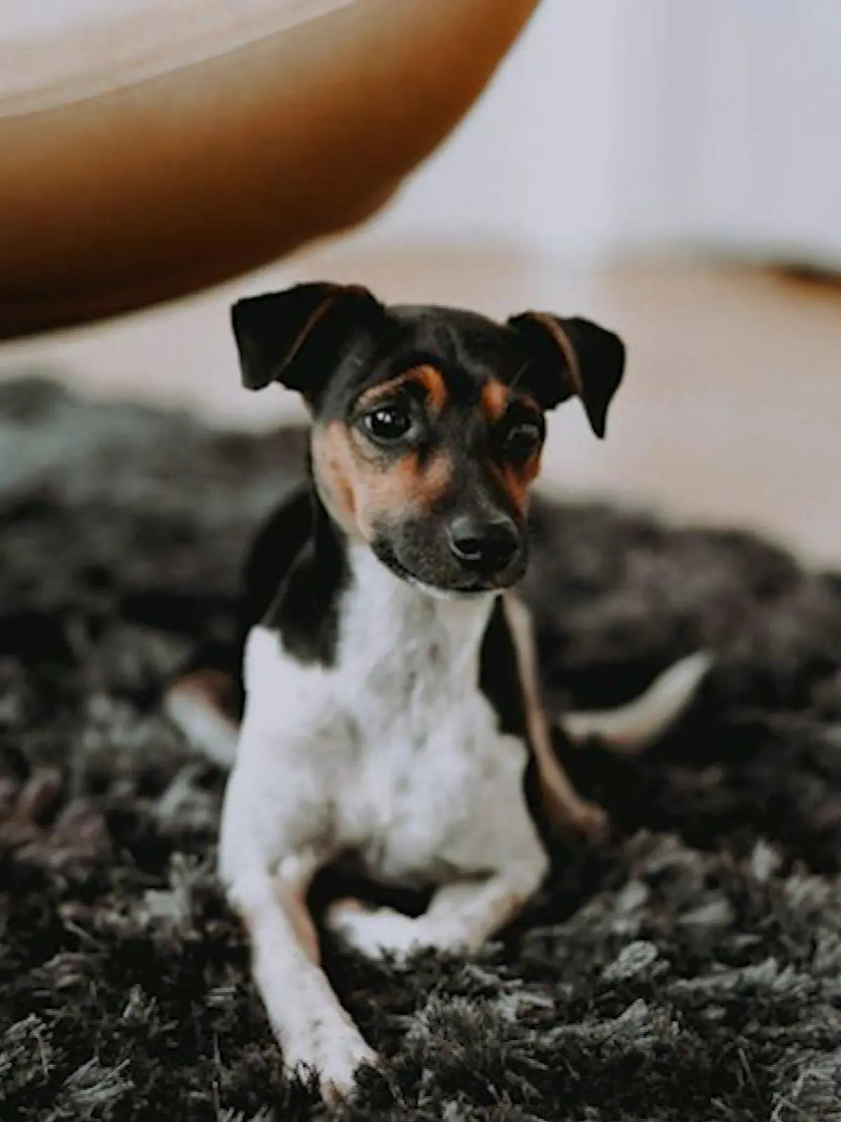 Finderlohn von 5000 Euro, für gestohlenen Jack Russel aus Berlin Pankow, ausgesetzt.
