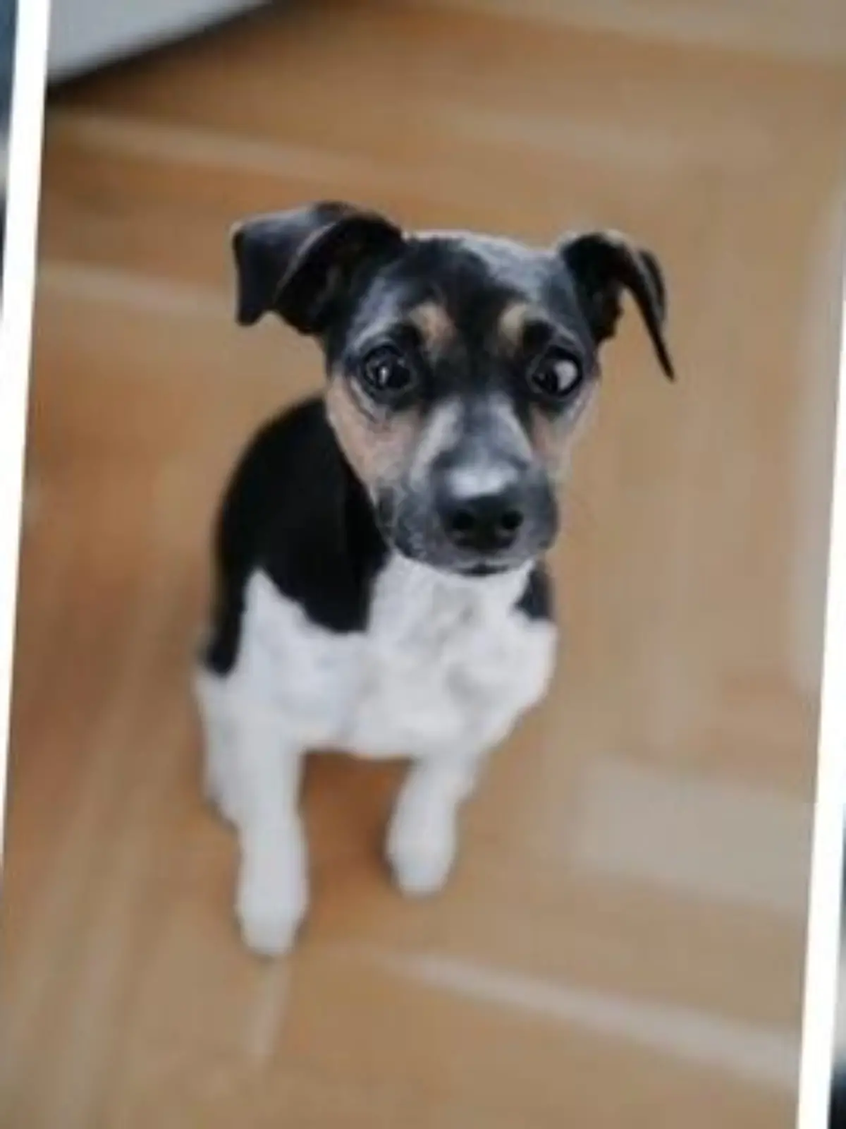 Bild zu: "Hund seit mehr als zwei Monaten vermisst"