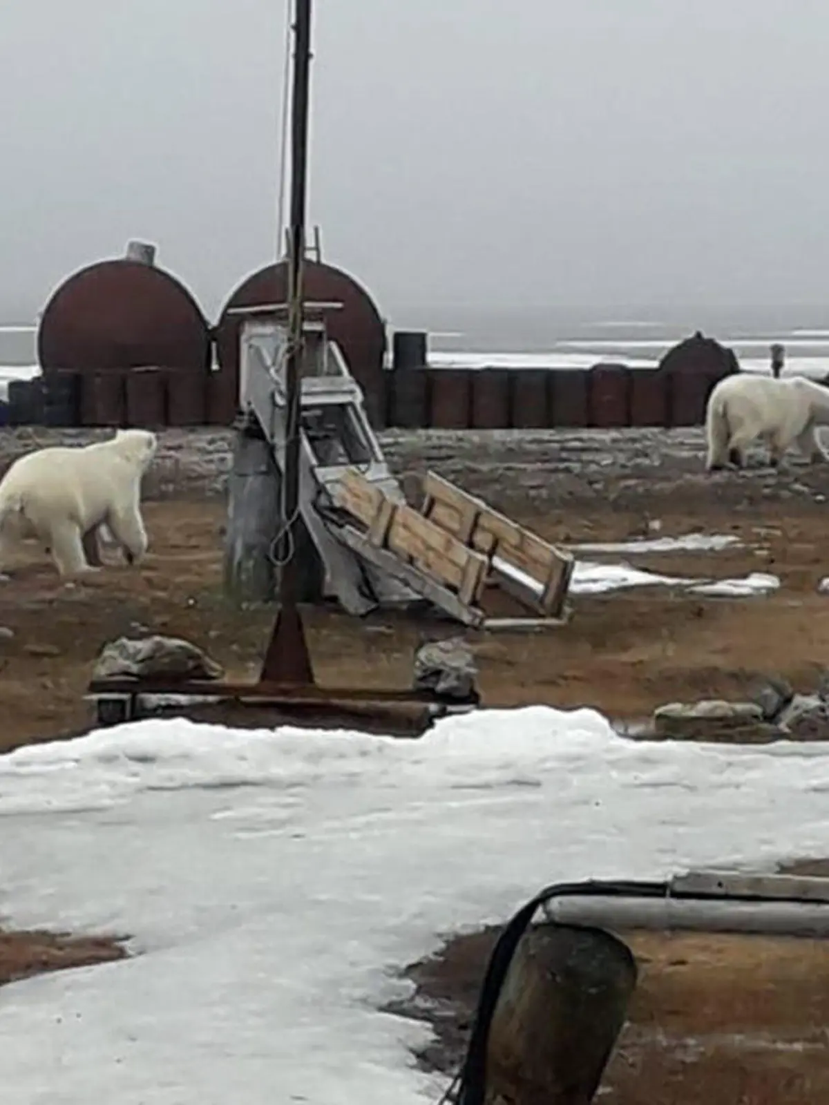 HANDOUT - 17.07.2019, Russland, Tschuktschen-Halbinsel: ARCHIV - Das vom WWF zur Verfügung gestellte Handout zeigt zwei umherstreunende Eisbären. (zu dpa "Umweltschützer erwarten weniger Eisbären in Dörfern am Nordpolarmeer") Foto: -/WWF/dpa - ACHTUNG: Nur zur redaktionellen Verwendung im Zusammenhang mit der aktuellen Berichterstattung und nur mit vollständiger Nennung des vorstehenden Credits +++ dpa-Bildfunk +++