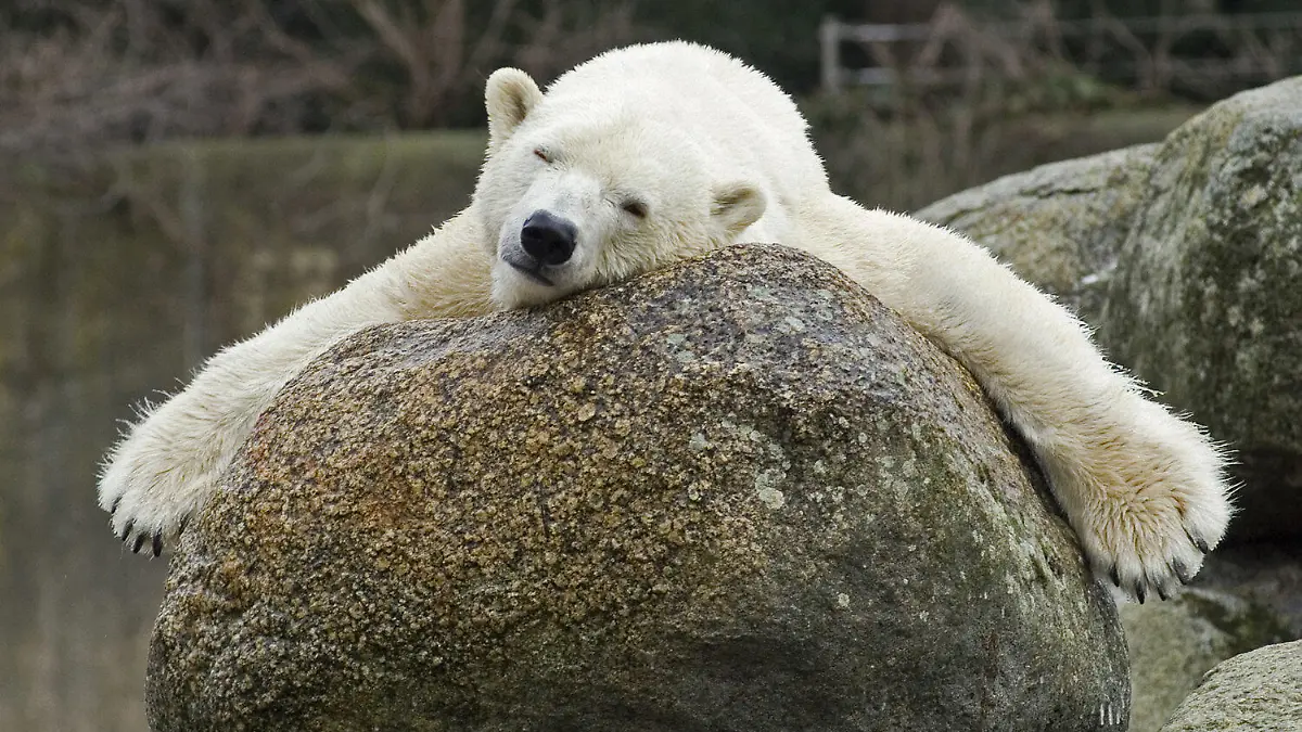 Eisbär-Dame Katjuscha aus Berliner Zoo