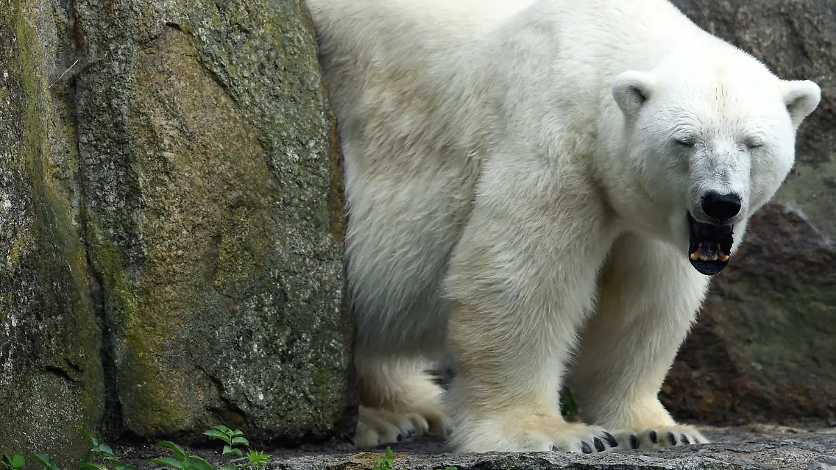 ARCHIV - 18.08.2016, Berlin: Eisbärin Katjuscha gähnt im Zoo. Katjuscha ist im Alter von 37 Jahren im Zoo Berlin gestorben. Tierpfleger fanden die leblose Eisbär-Seniorin bereits an Heiligabend auf ihrer Außenanlage, wie die Zoologischer Garten Berlin AG am 27.12.2021 mitteilte. (zu dpa "Eisbärin Katjuscha gestorben - Berliner Zoo nun ohne Eisbären") Foto: Maurizio Gambarini/dpa +++ dpa-Bildfunk +++